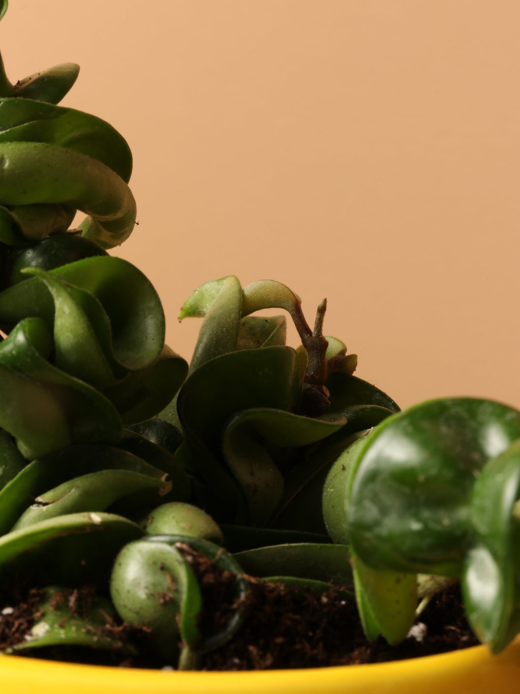 Small Hoya 'Hindu Rope'
