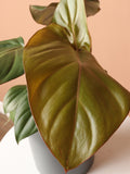 Medium Philodendron 'Gloriosum'