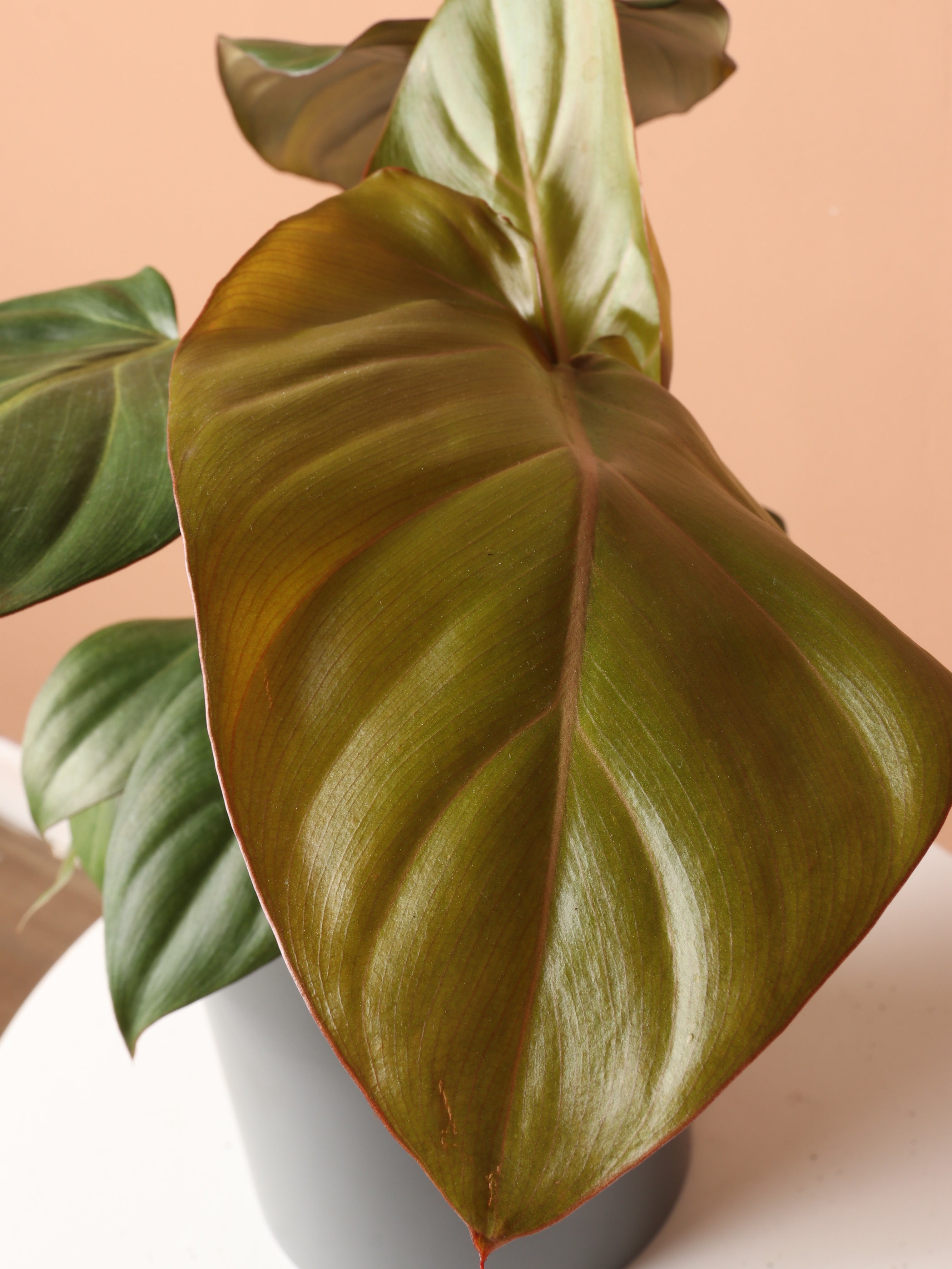 Medium Philodendron 'Gloriosum'