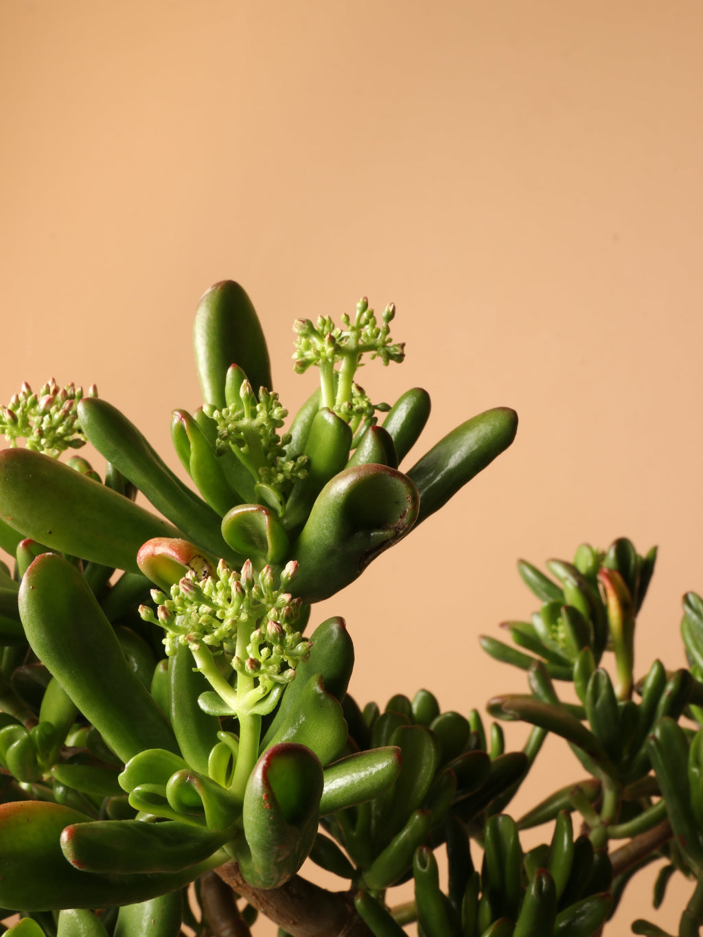 Large Jade Succulent Bonsai (Crassula)