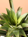 Medium Pineapple Plant