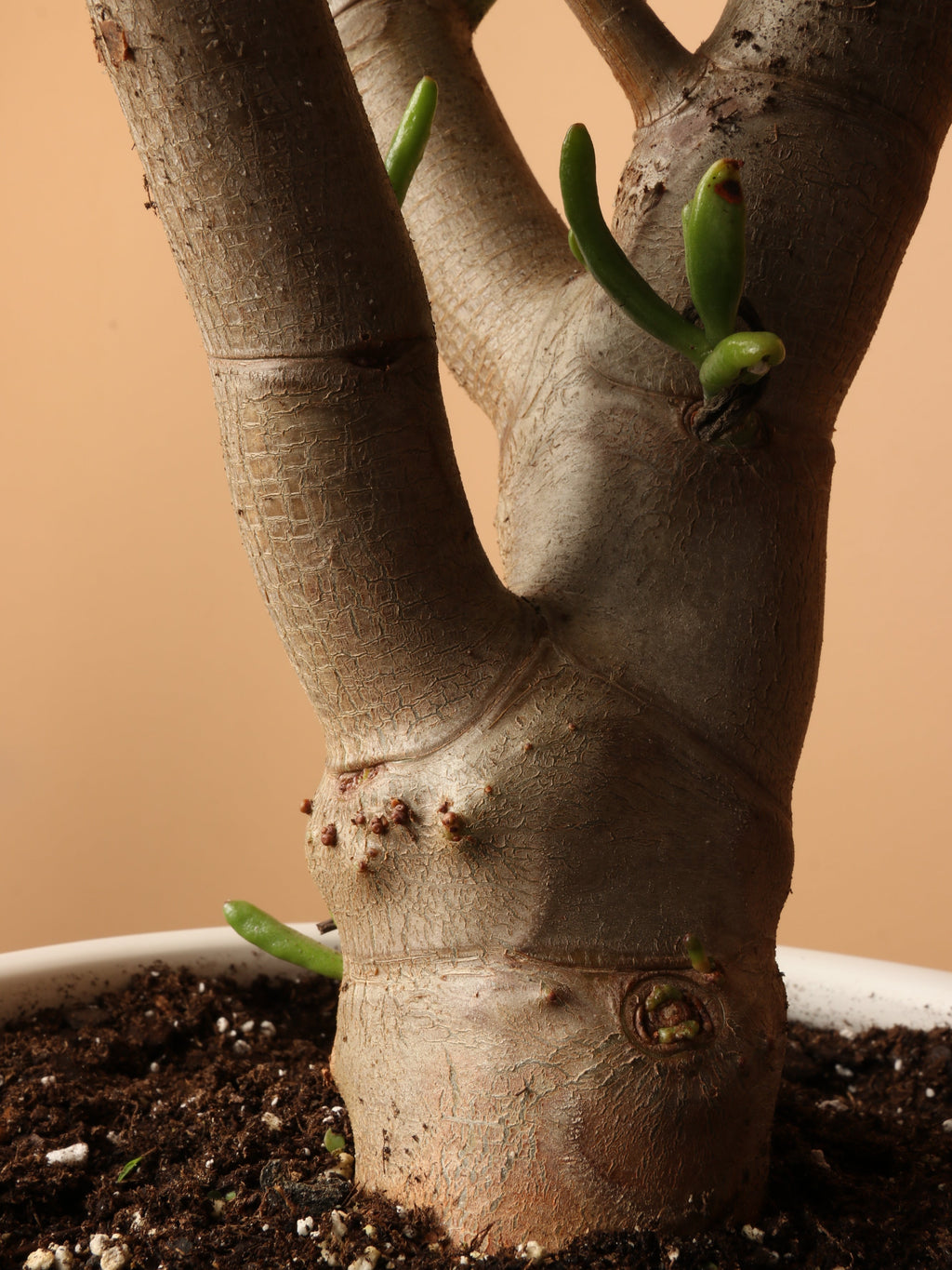 Large Jade Succulent Bonsai (Crassula)
