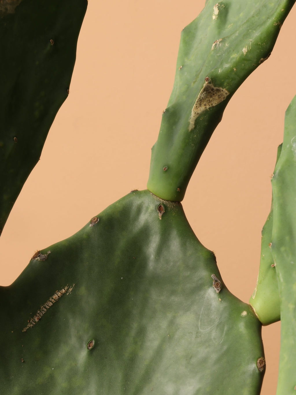 Large Prickly Pear Cactus (short)