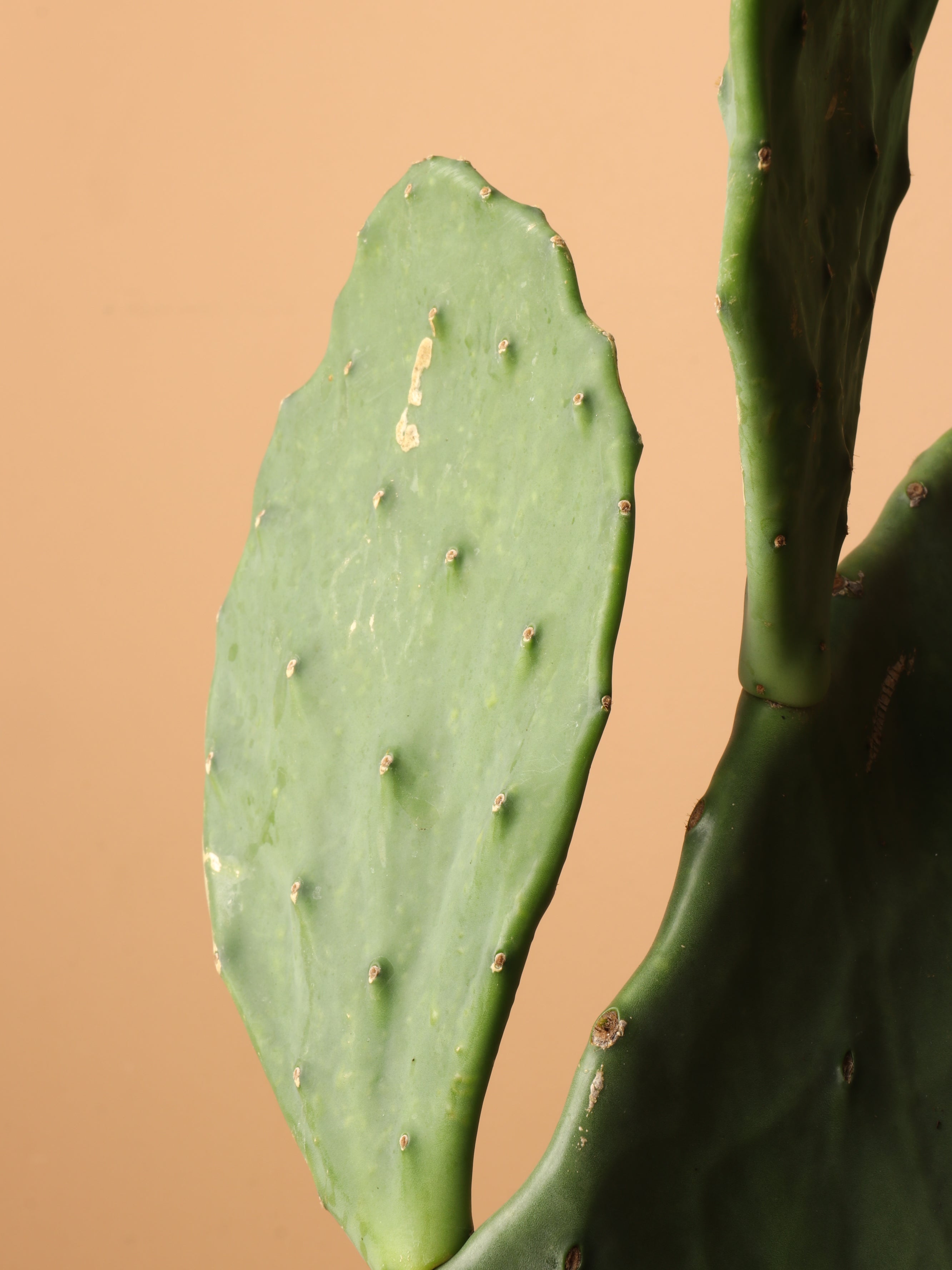 Large Prickly Pear Cactus (short)