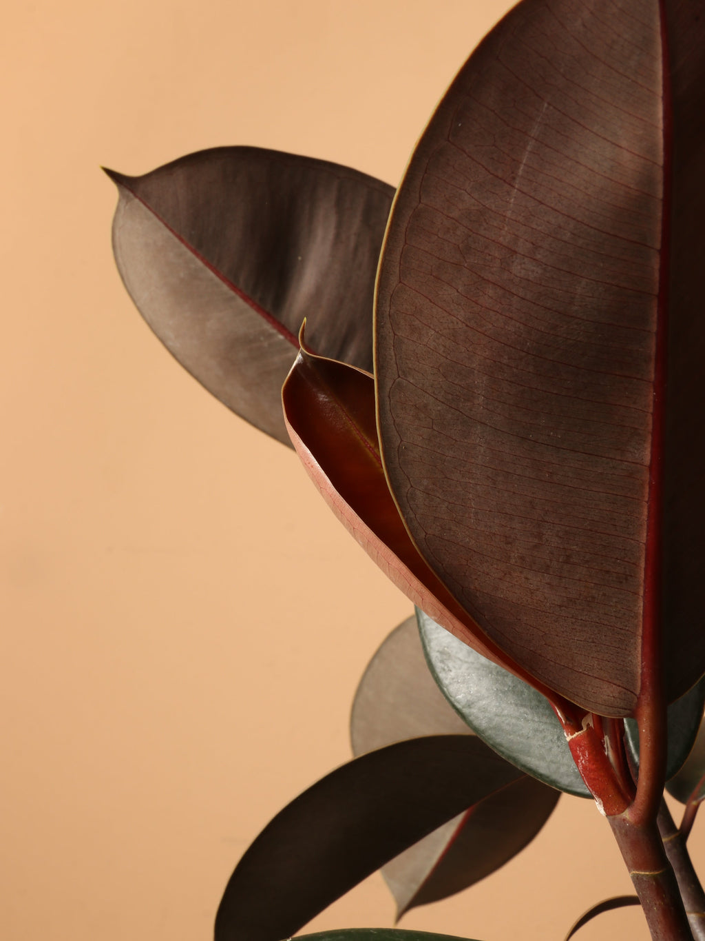 Extra Large Rubber Tree Std