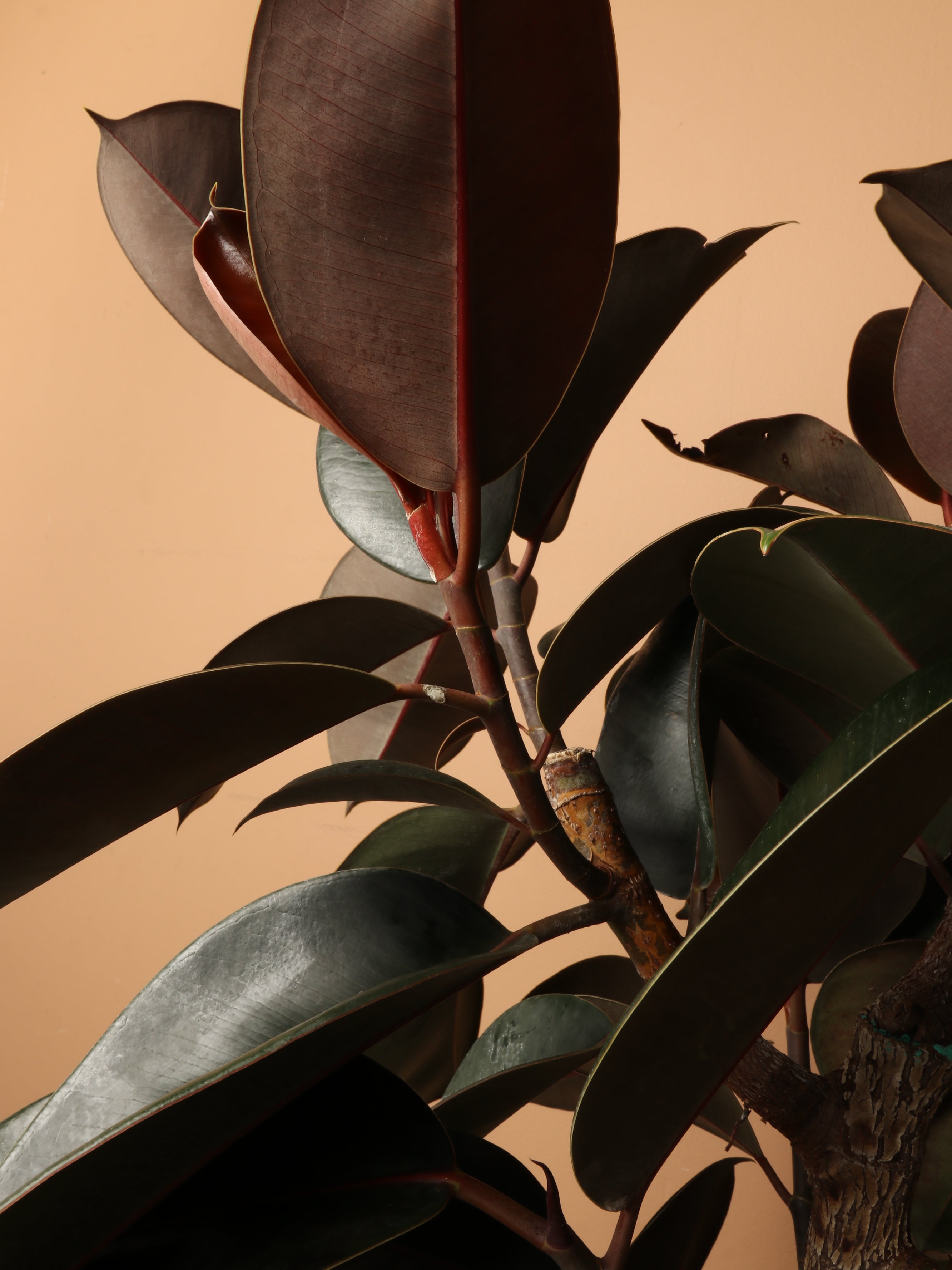 Extra Large Rubber Tree Std