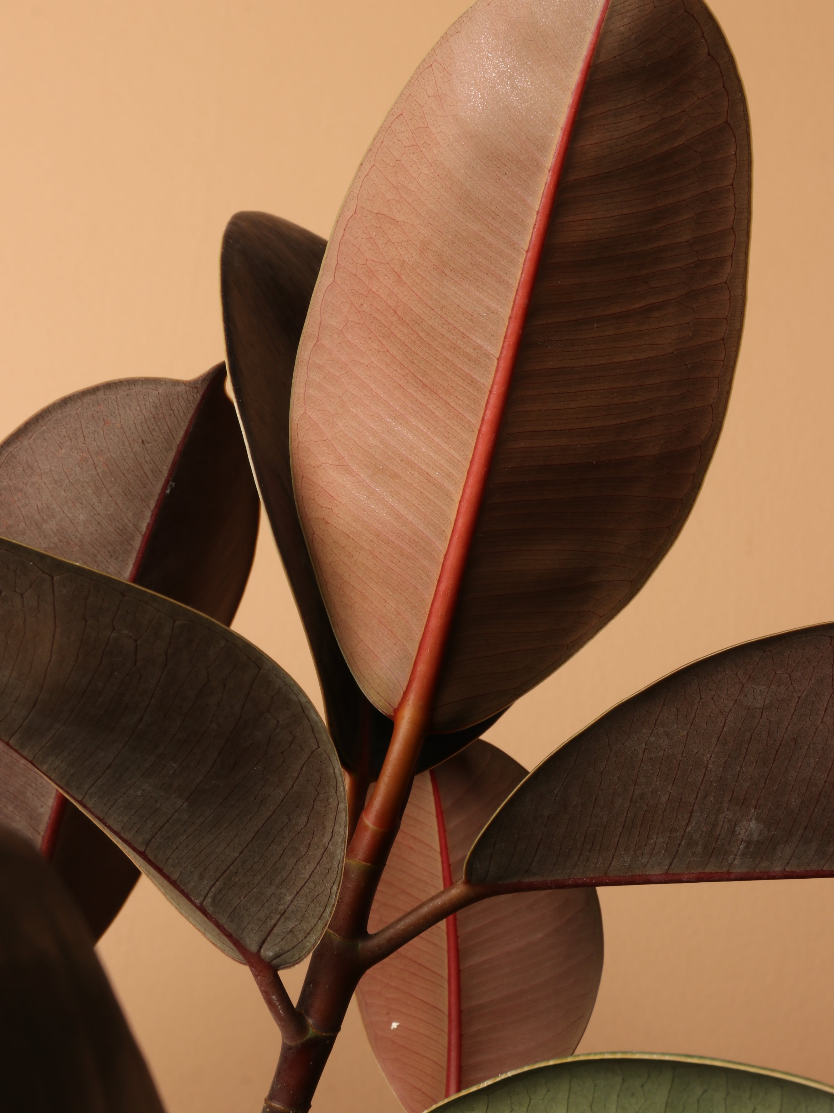 Extra Large Rubber Tree Std