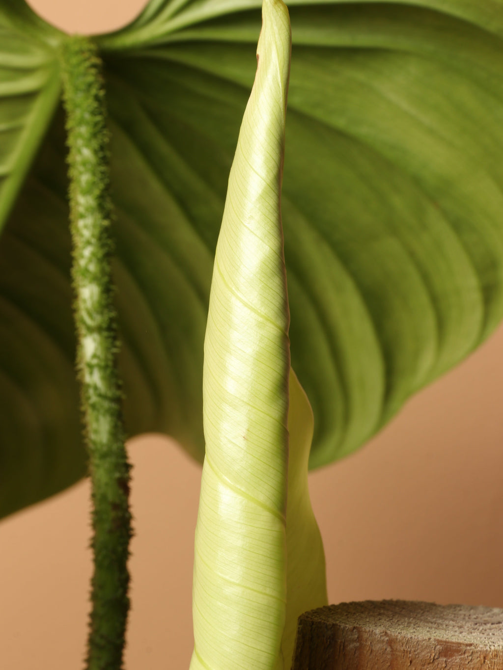 Large Philodendron 'Nangaritense'