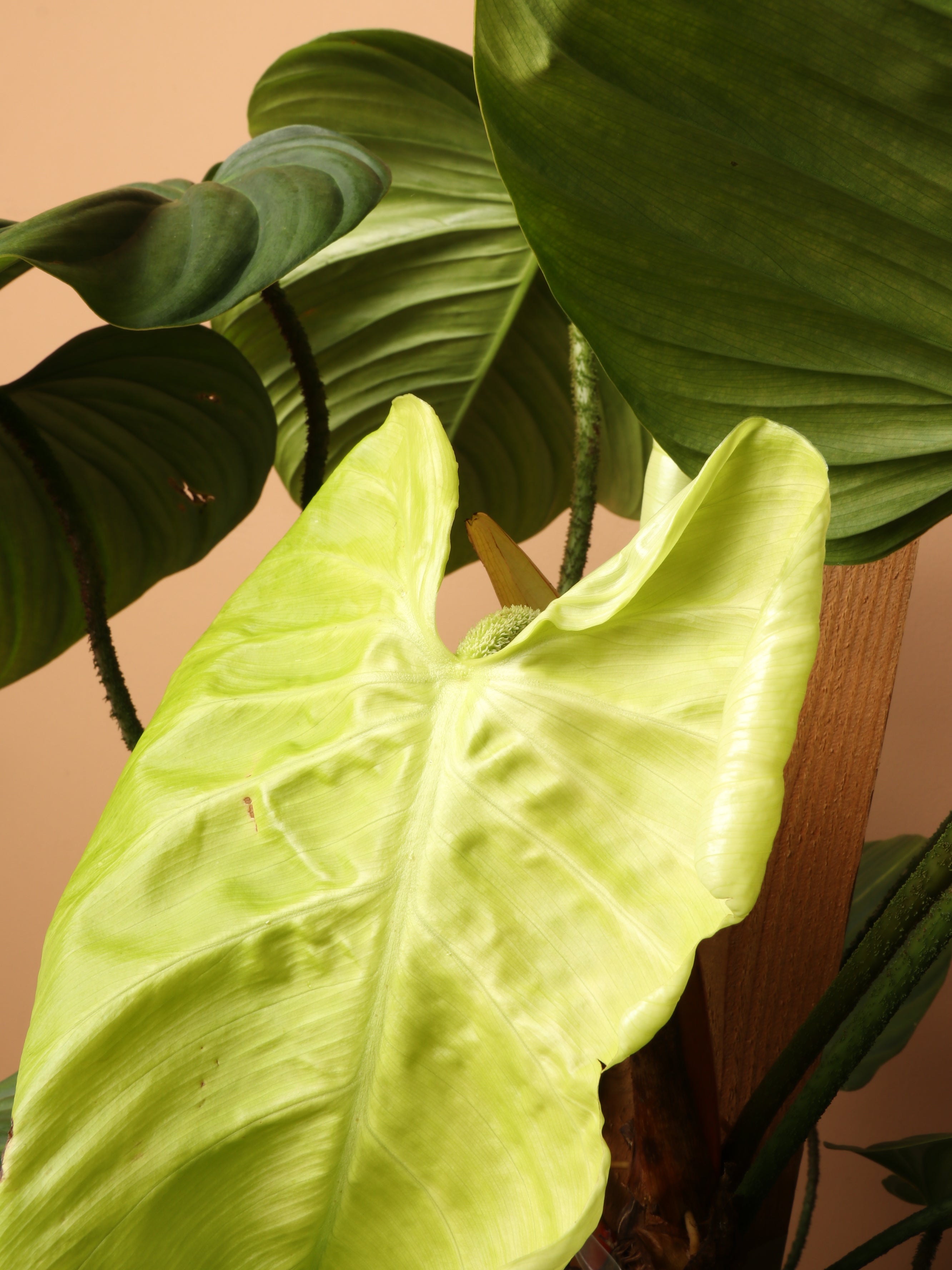 Large Philodendron 'Nangaritense'