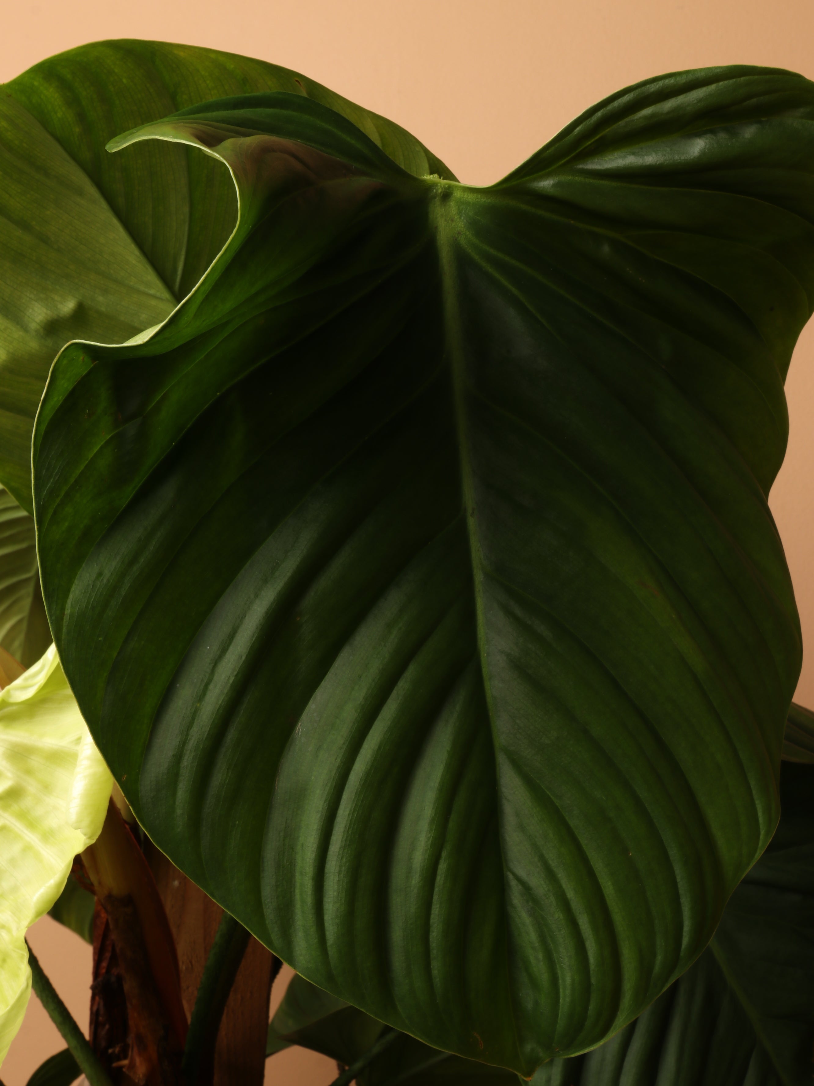 Large Philodendron 'Nangaritense'