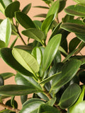 Extra Large Ficus 'Green Island'