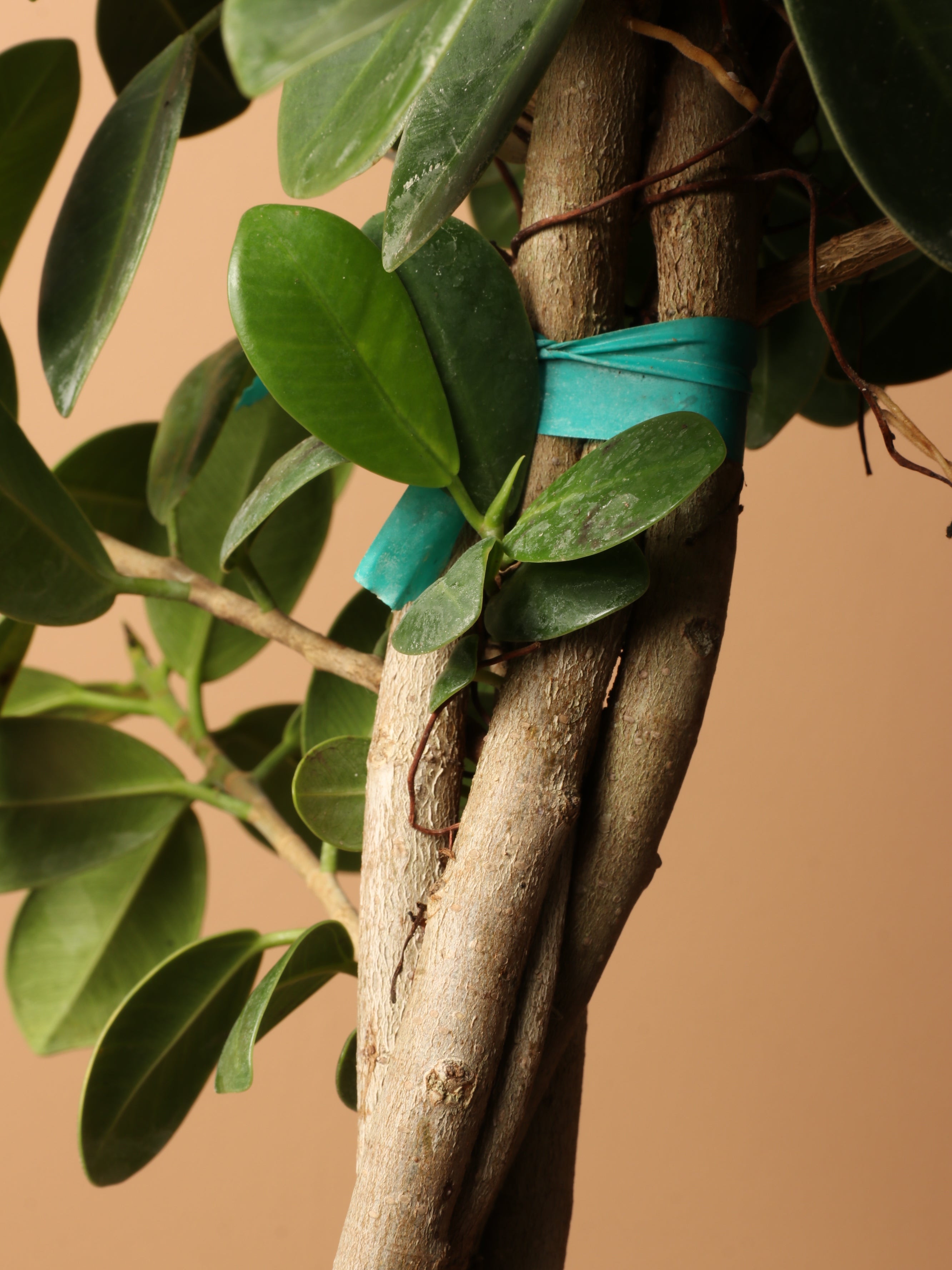 Extra Large Ficus 'Green Island'