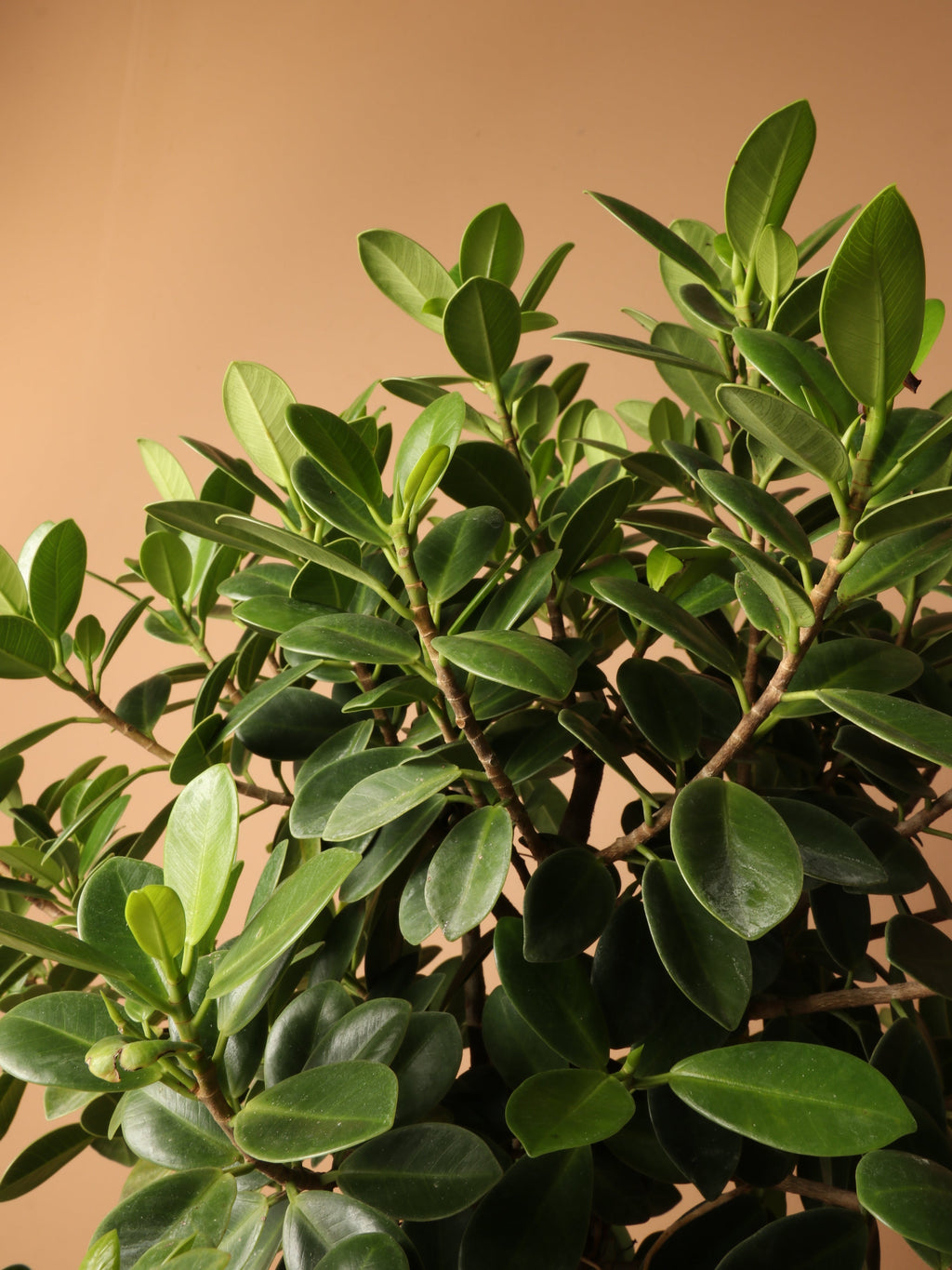 Extra Large Ficus 'Green Island'