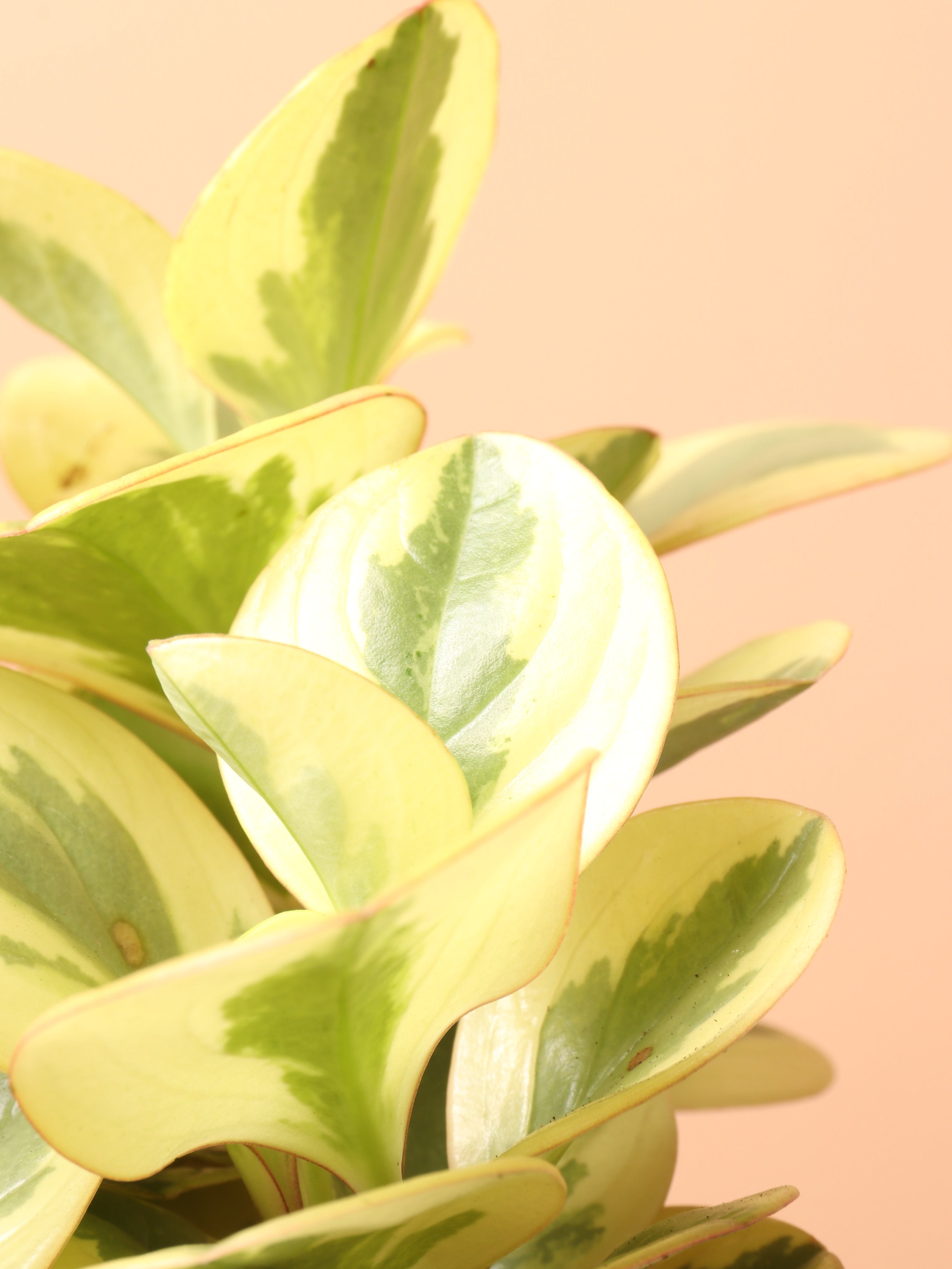 Medium Variegated Baby Rubber Plant