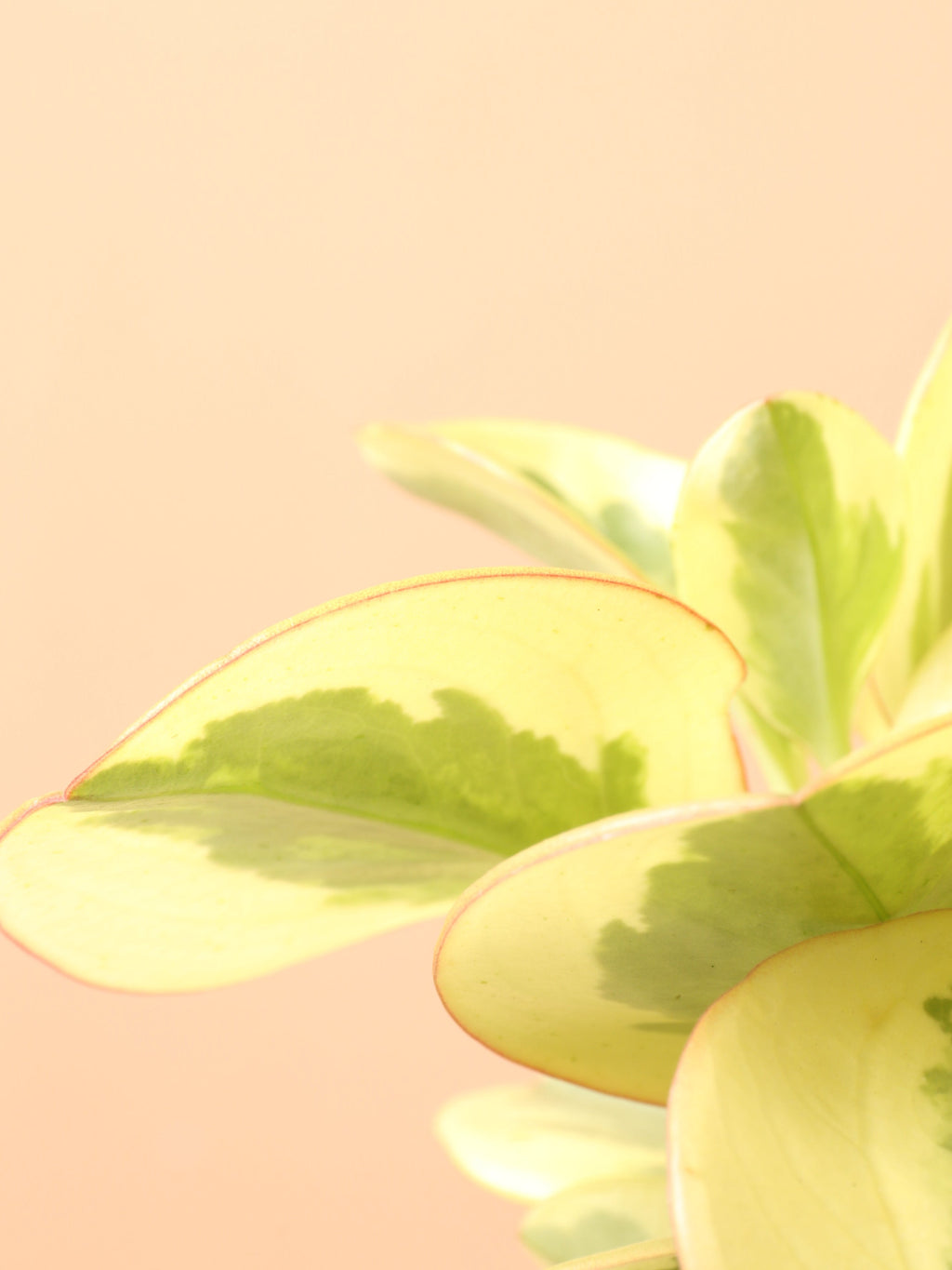 Medium Variegated Baby Rubber Plant