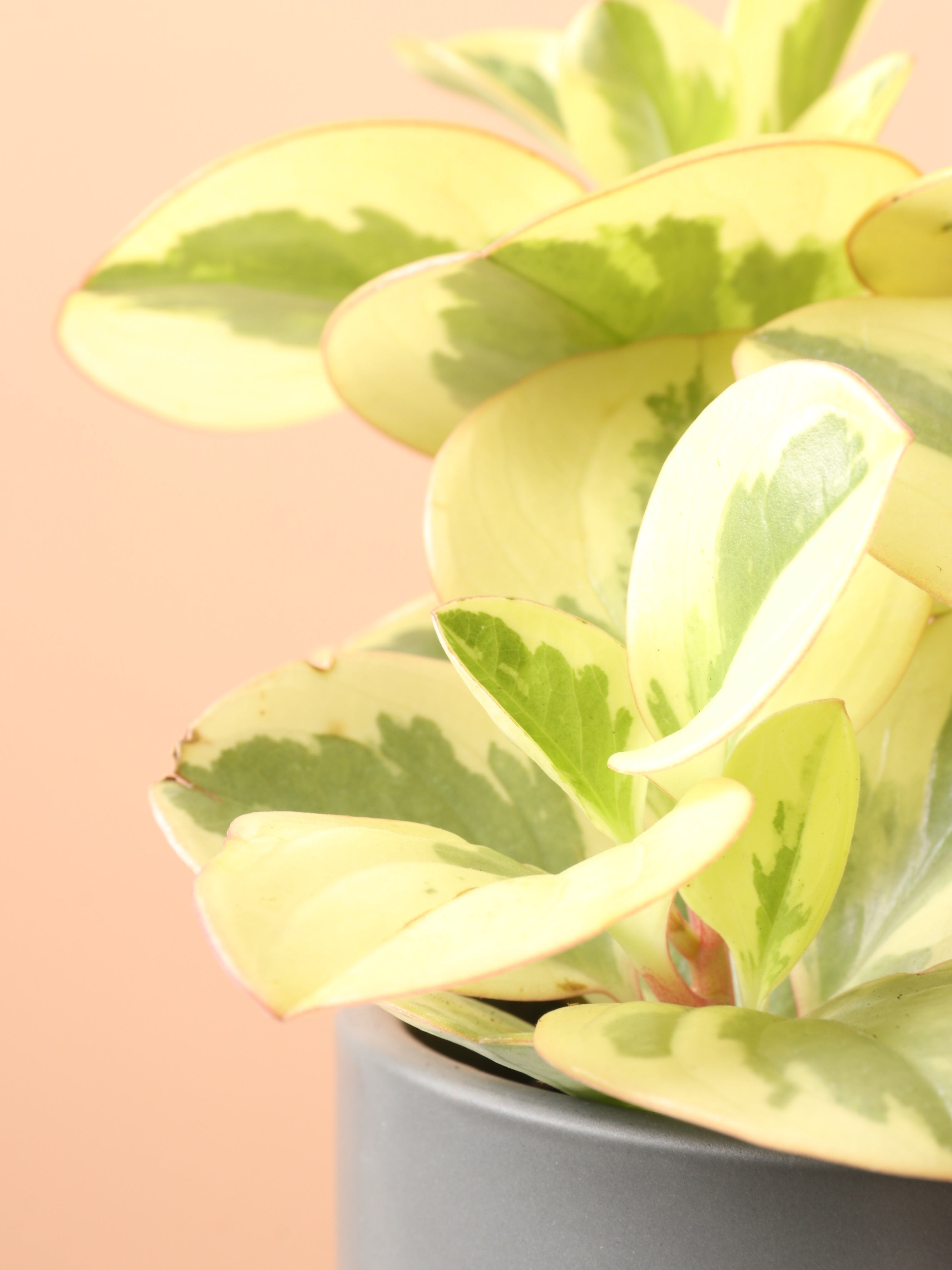 Medium Variegated Baby Rubber Plant