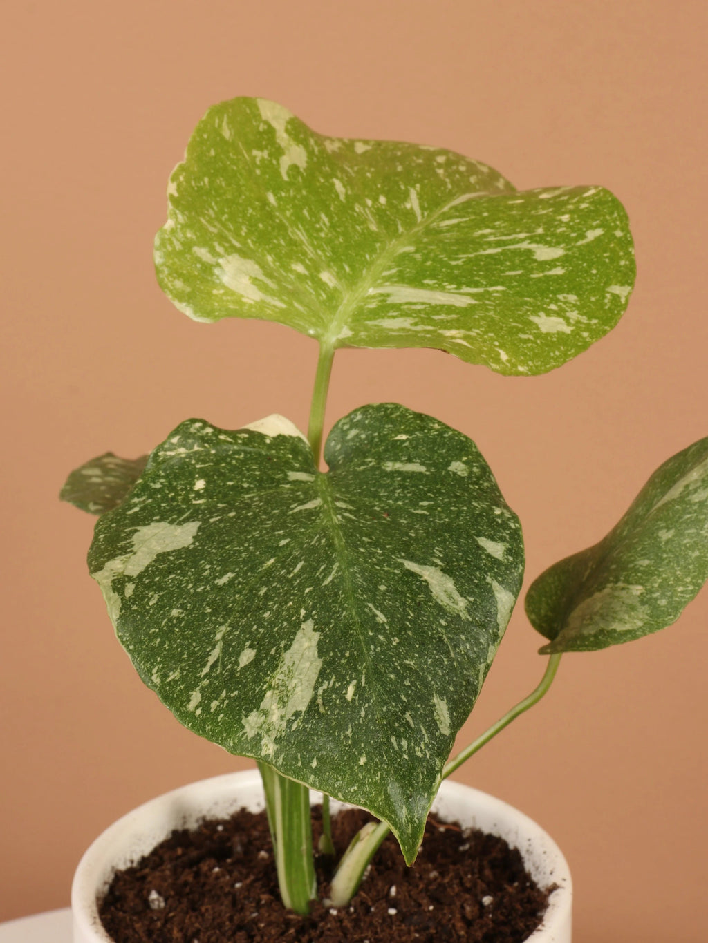 Small Monstera 'Thai Constellation'