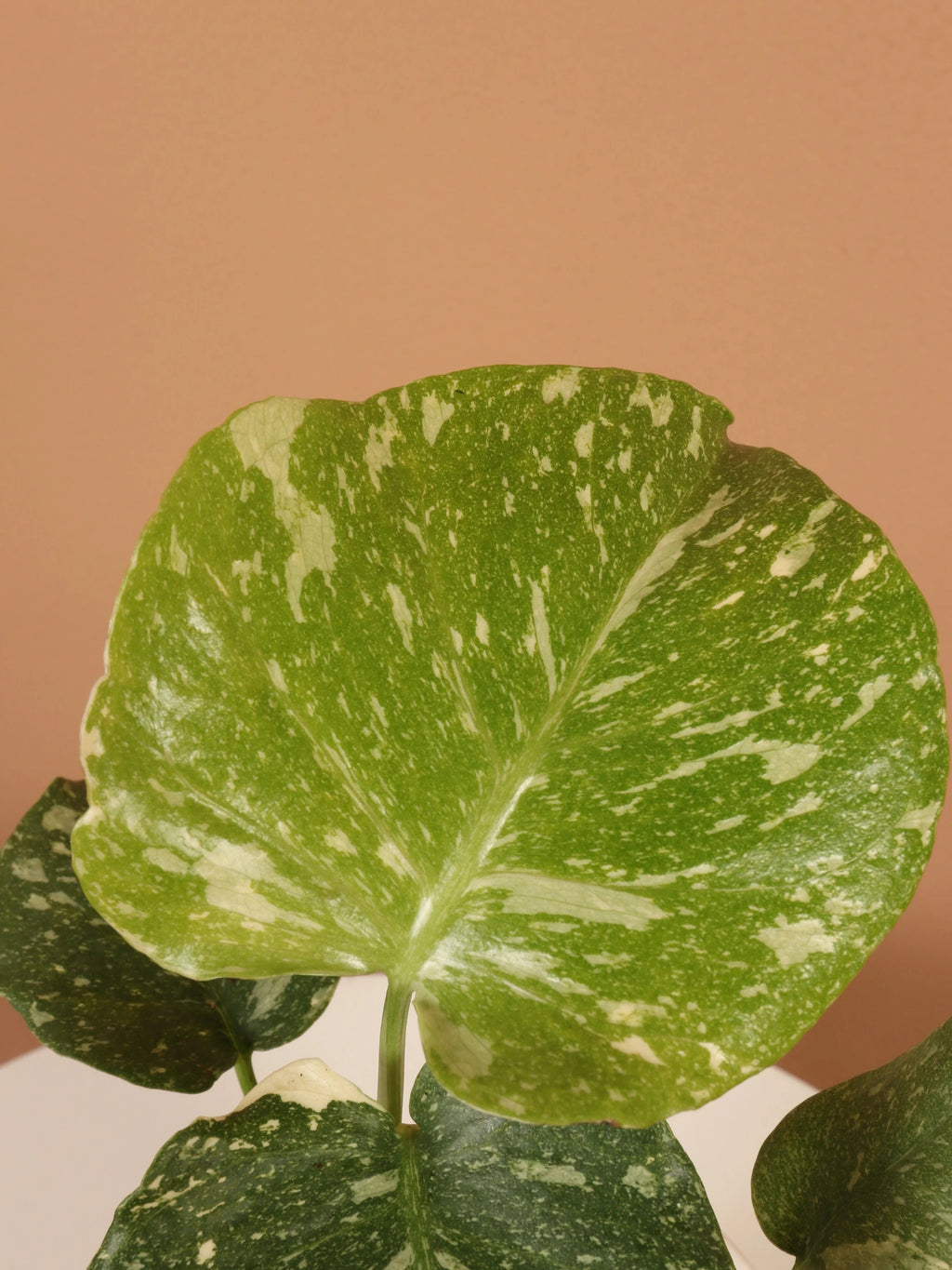 Small Monstera 'Thai Constellation'