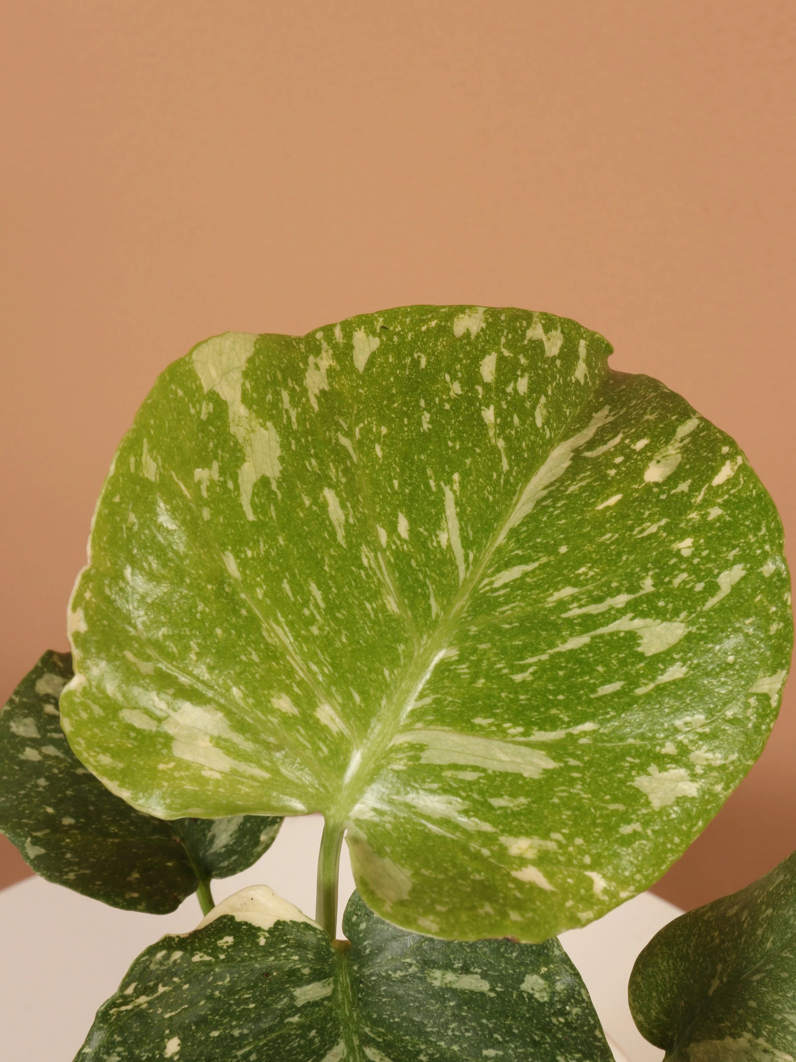 Small Monstera 'Thai Constellation'