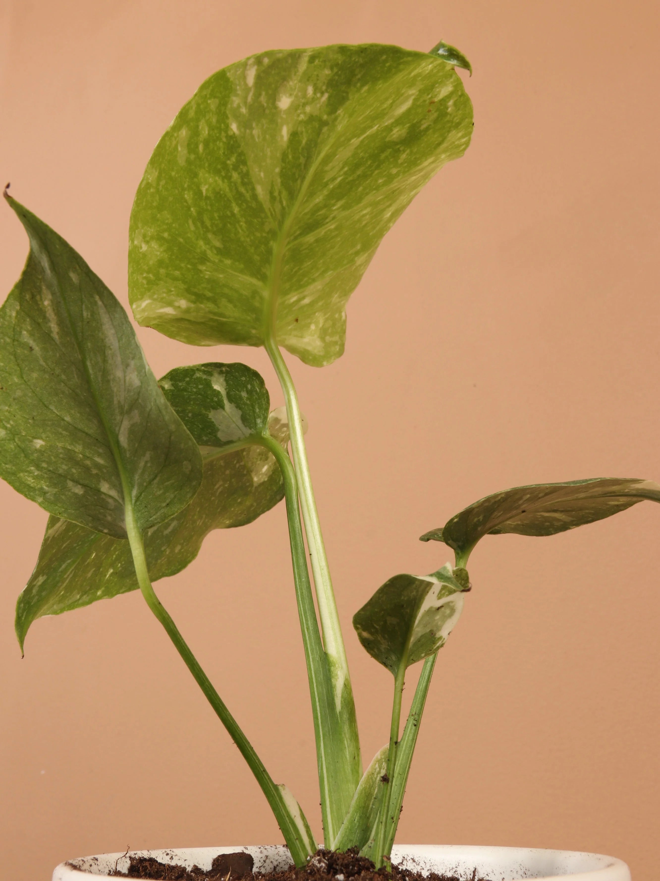 Small Monstera 'Thai Constellation'