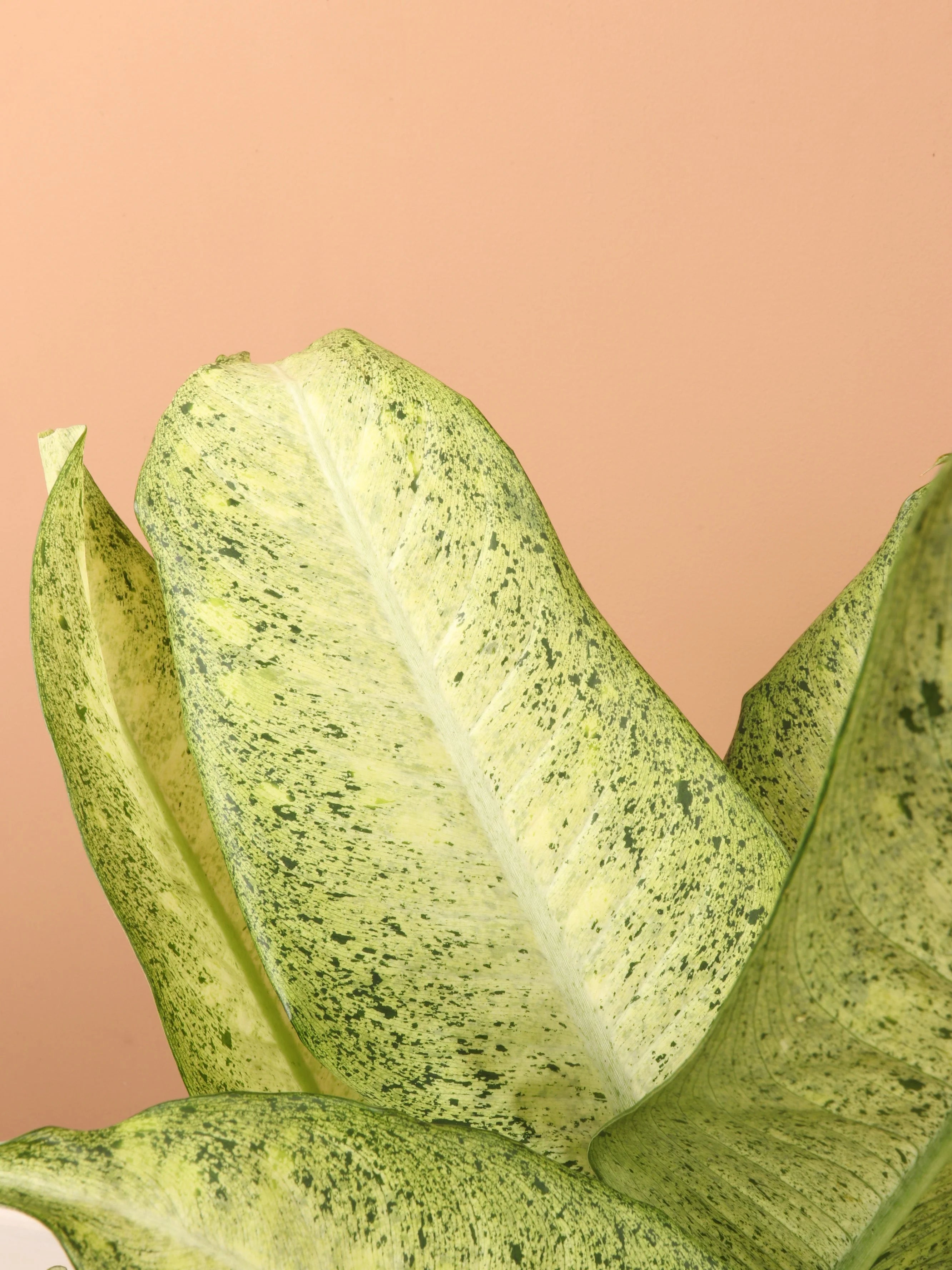 Large Dieffenbachia 'Camouflage'