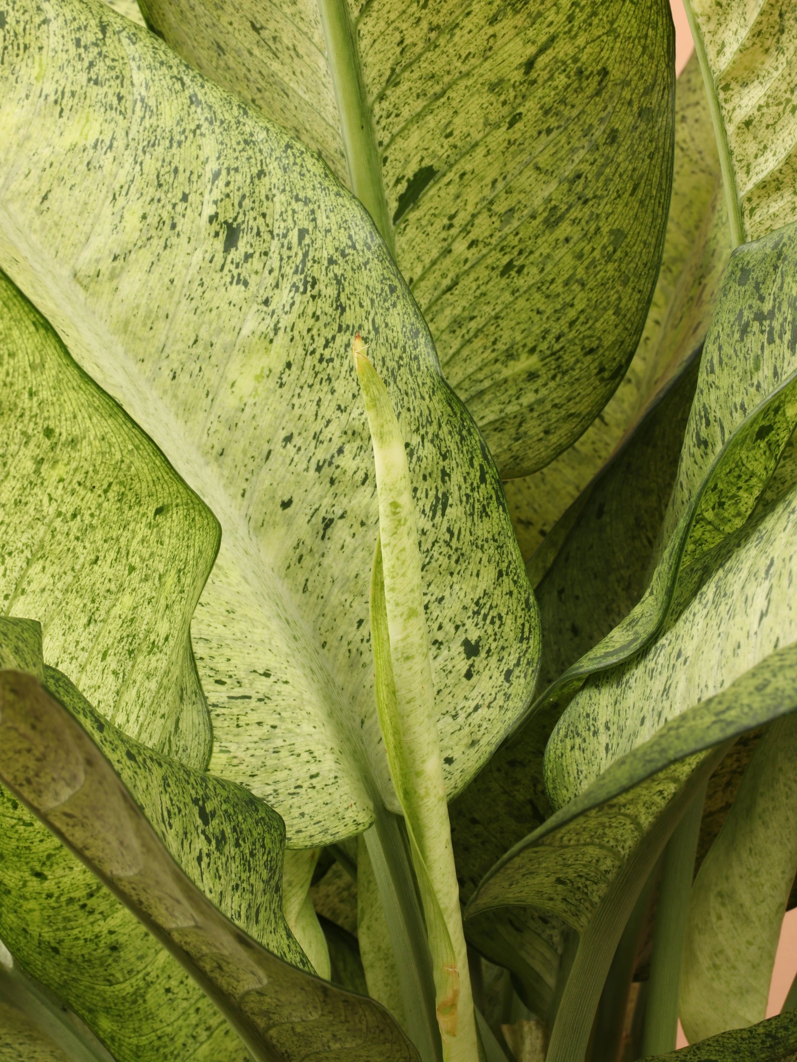 Large Dieffenbachia 'Camouflage'