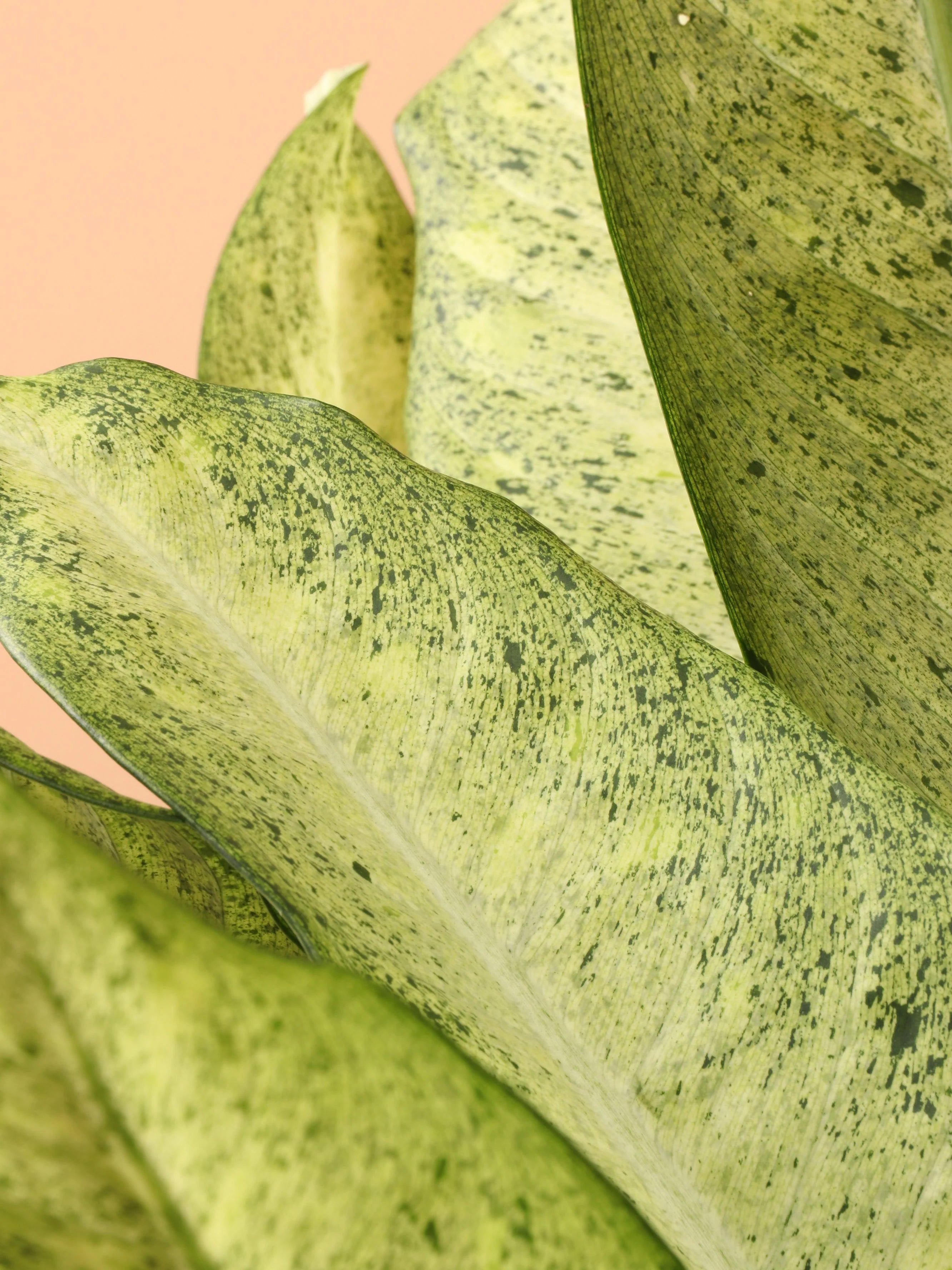 Large Dieffenbachia 'Camouflage'