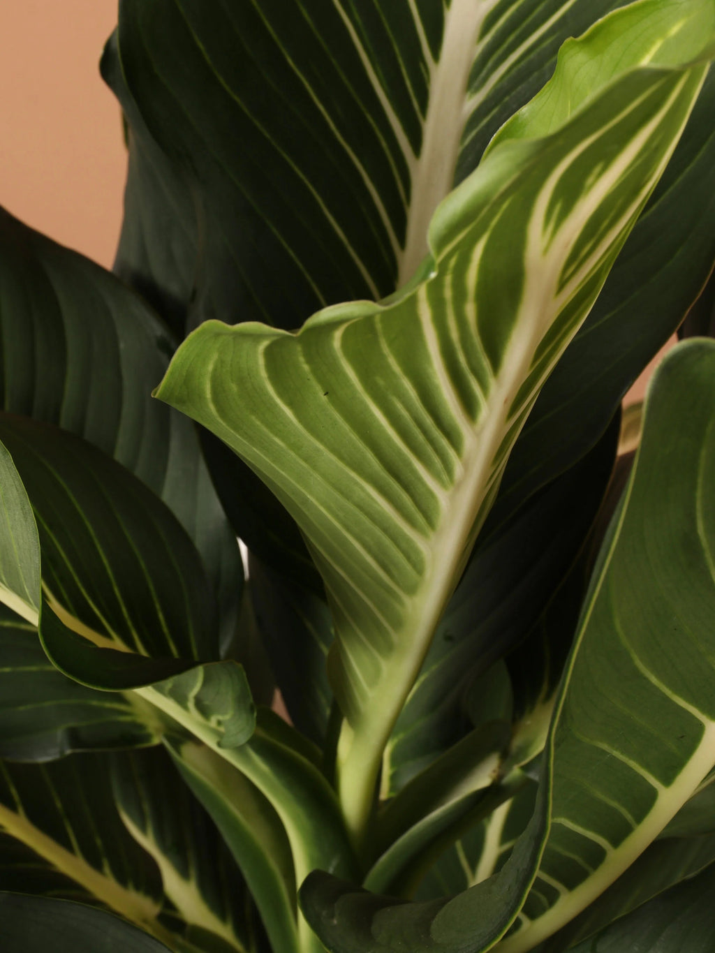 Large Dieffenbachia 'Sterling'