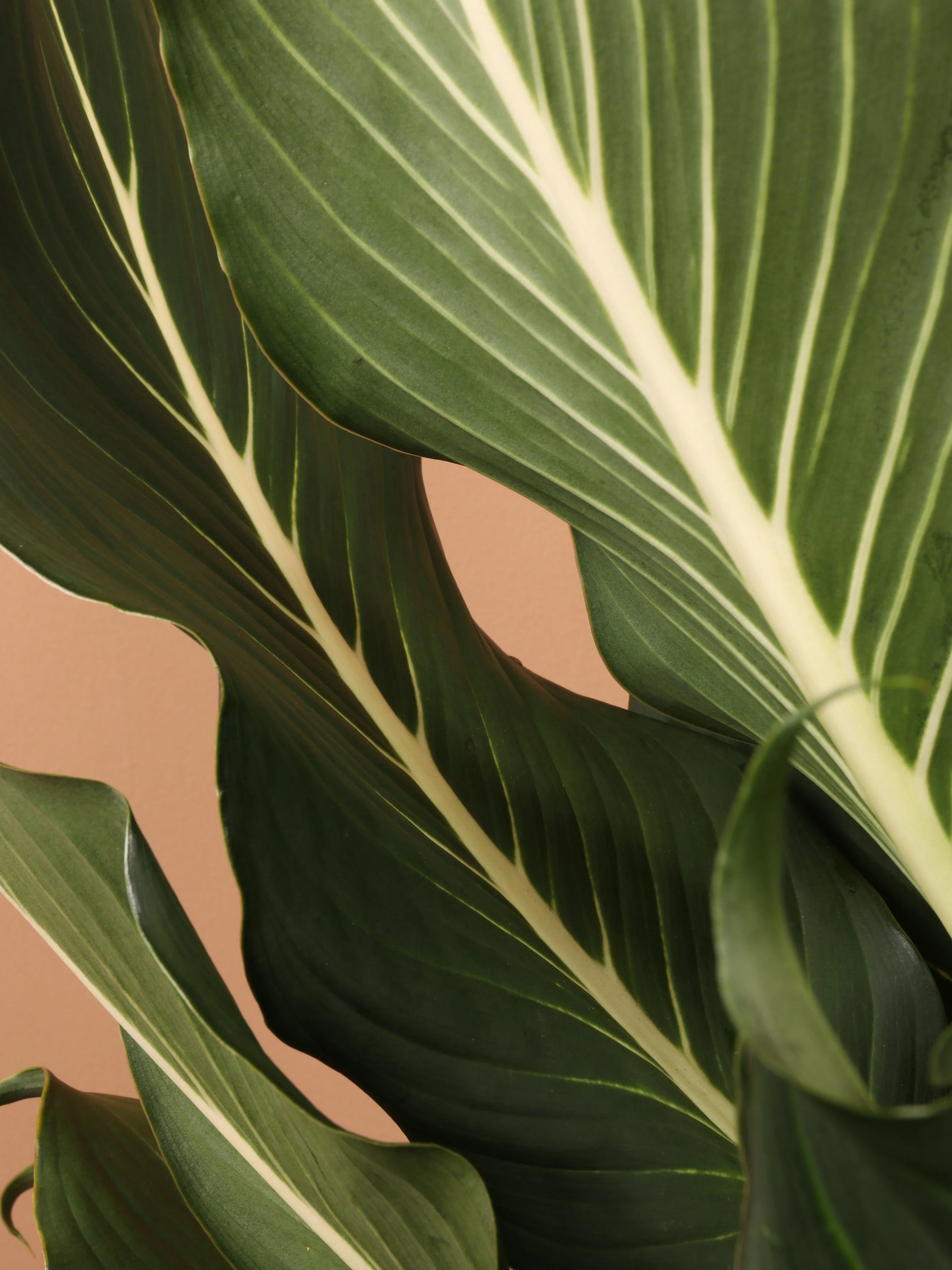 Large Dieffenbachia 'Sterling'