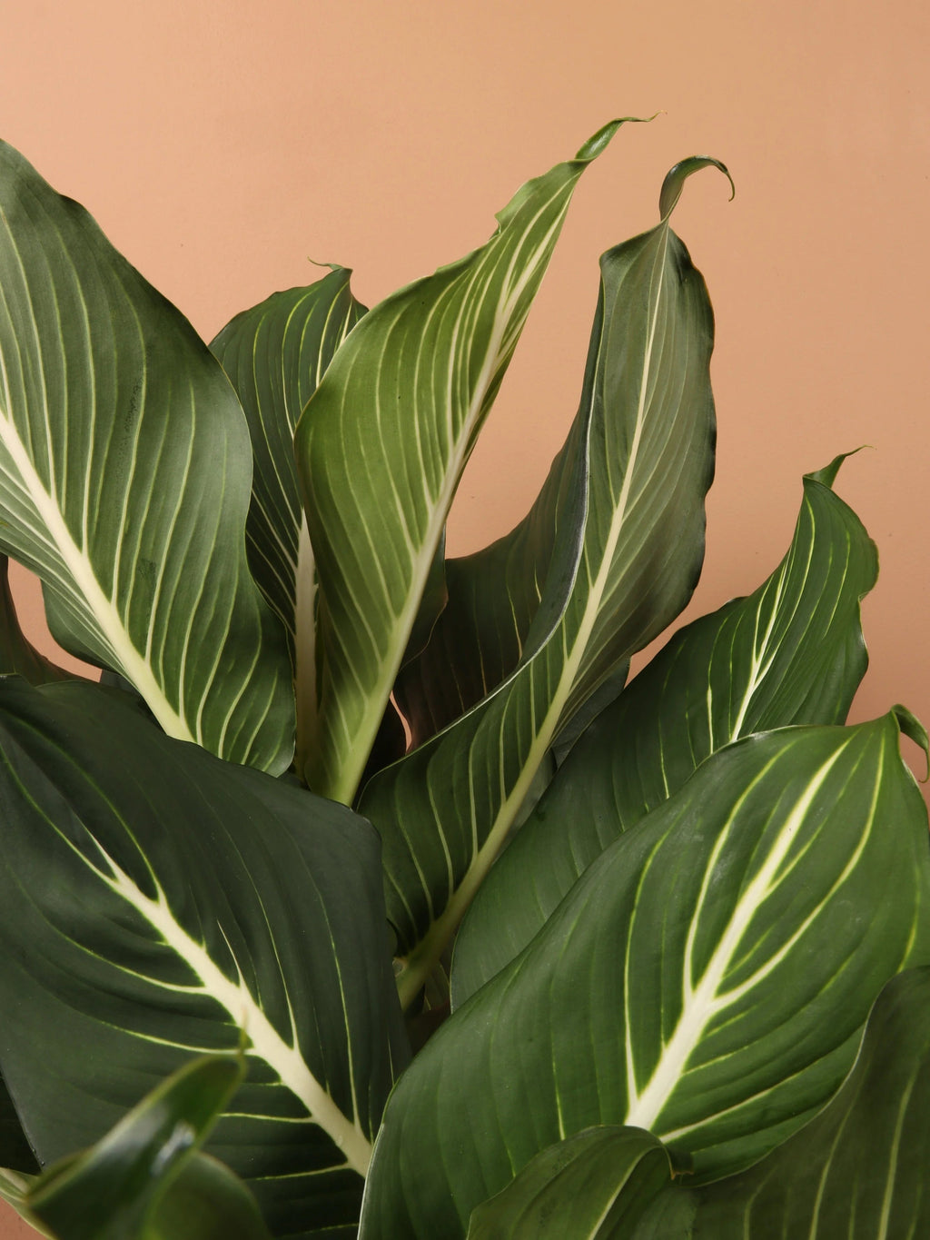 Large Dieffenbachia 'Sterling'