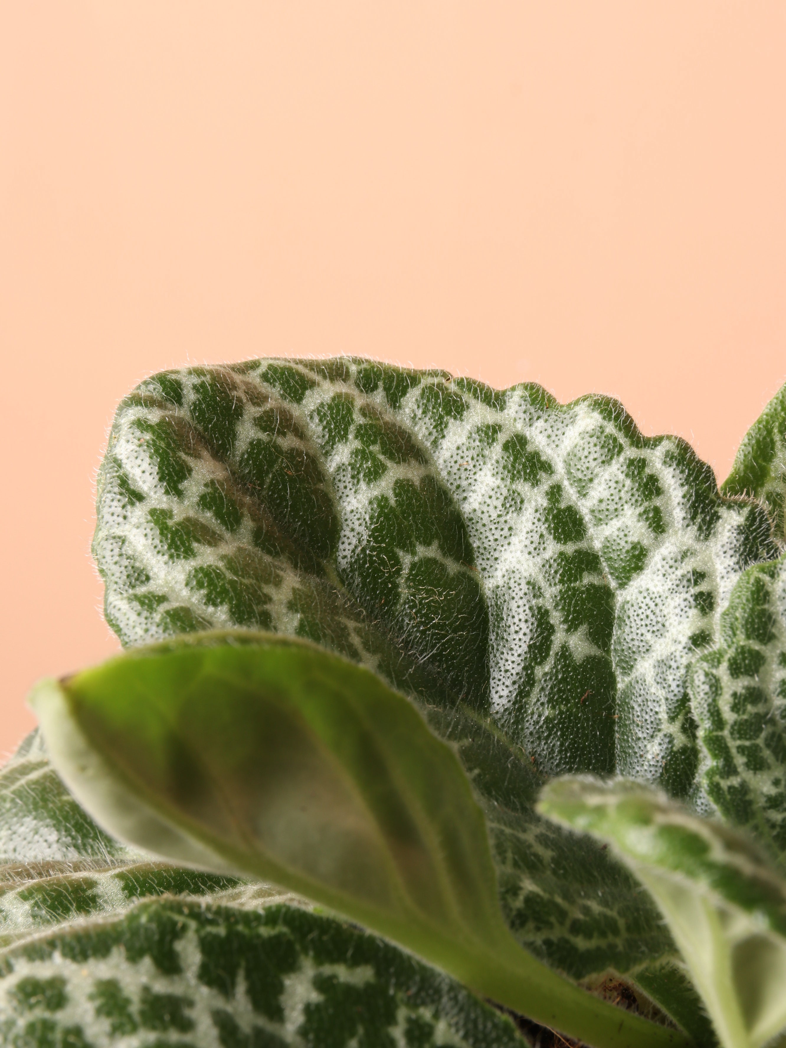 Medium Pretty Turtle Plant (Streptocarpus 'Pretty Turtle')