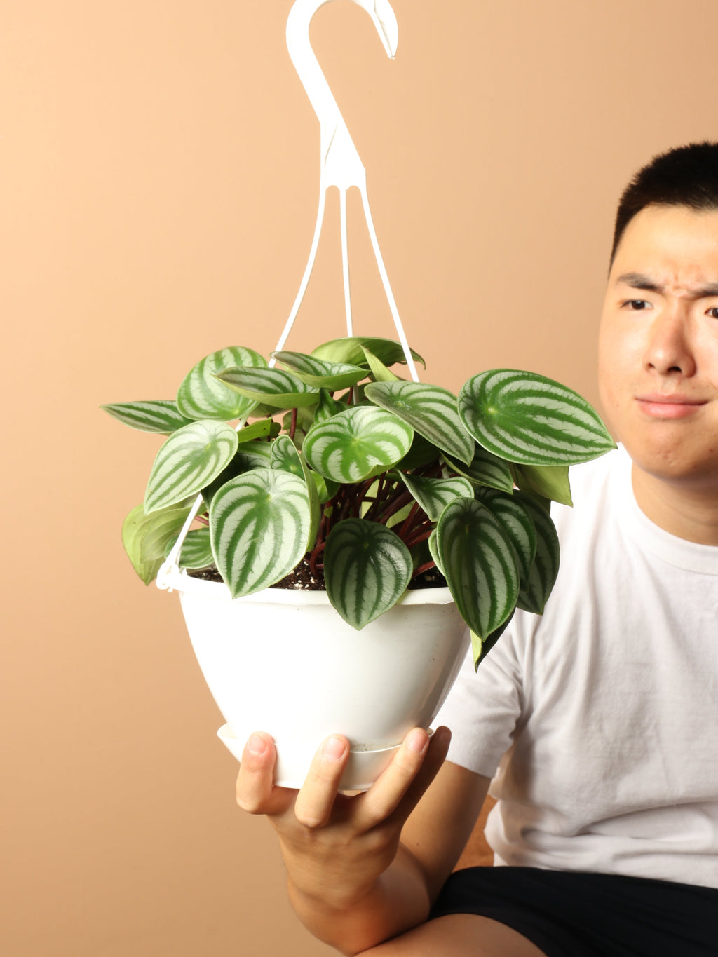 Medium Pretty Turtle Plant (Streptocarpus 'Pretty Turtle')