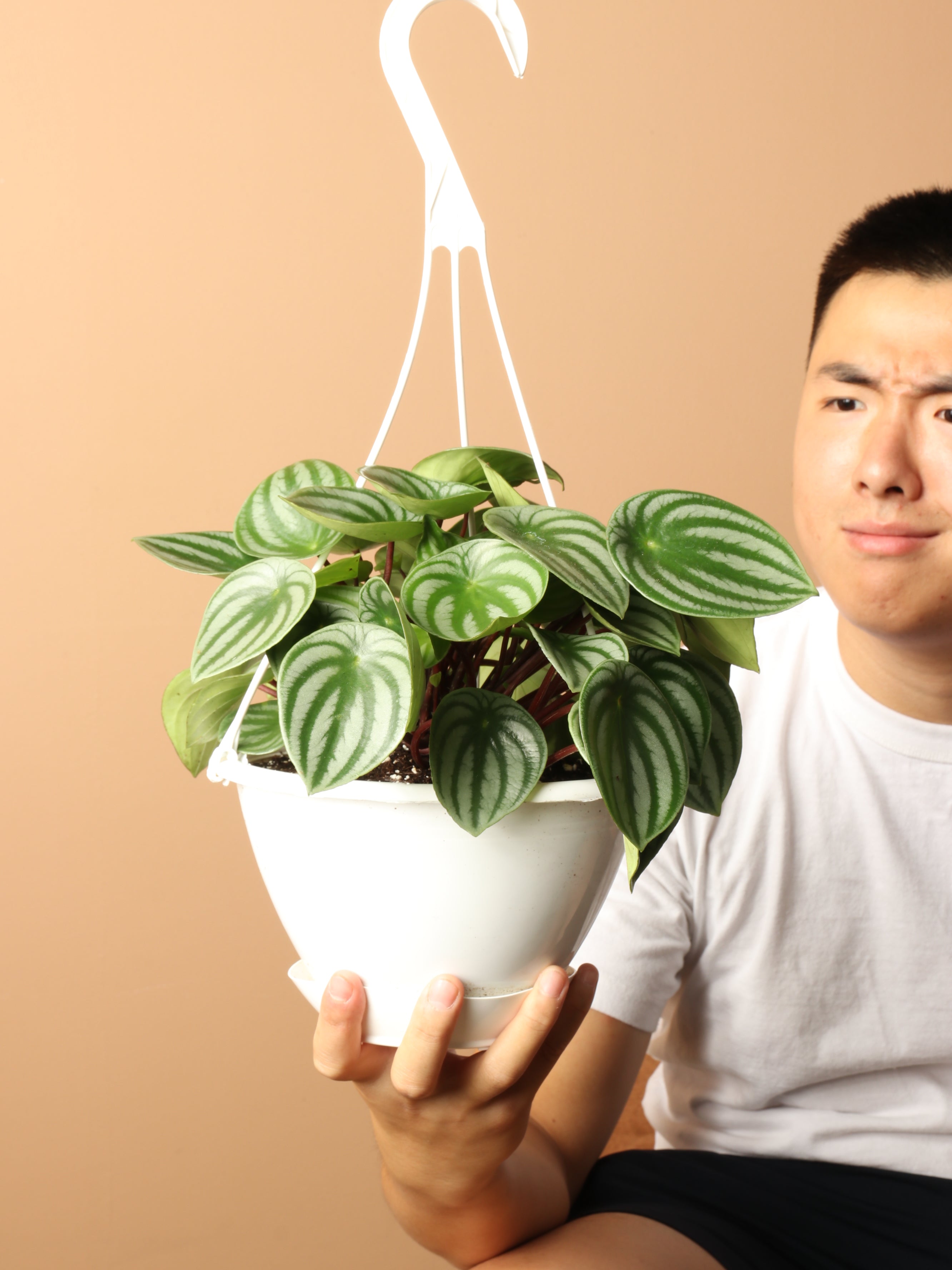Medium Pretty Turtle Plant (Streptocarpus 'Pretty Turtle')