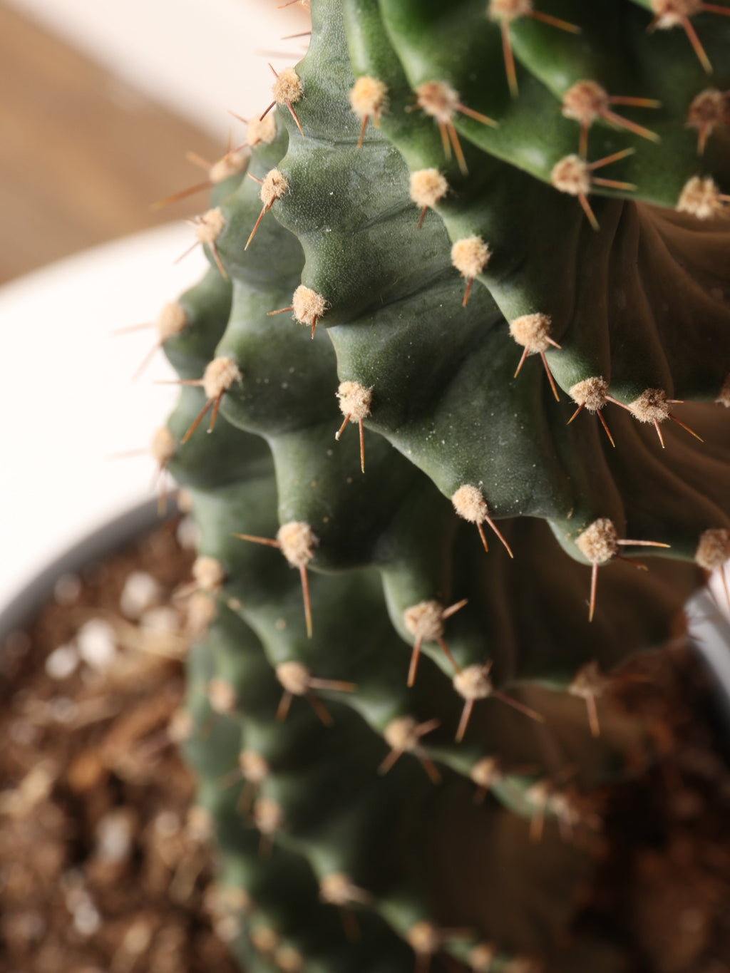 Medium Spiral Cactus