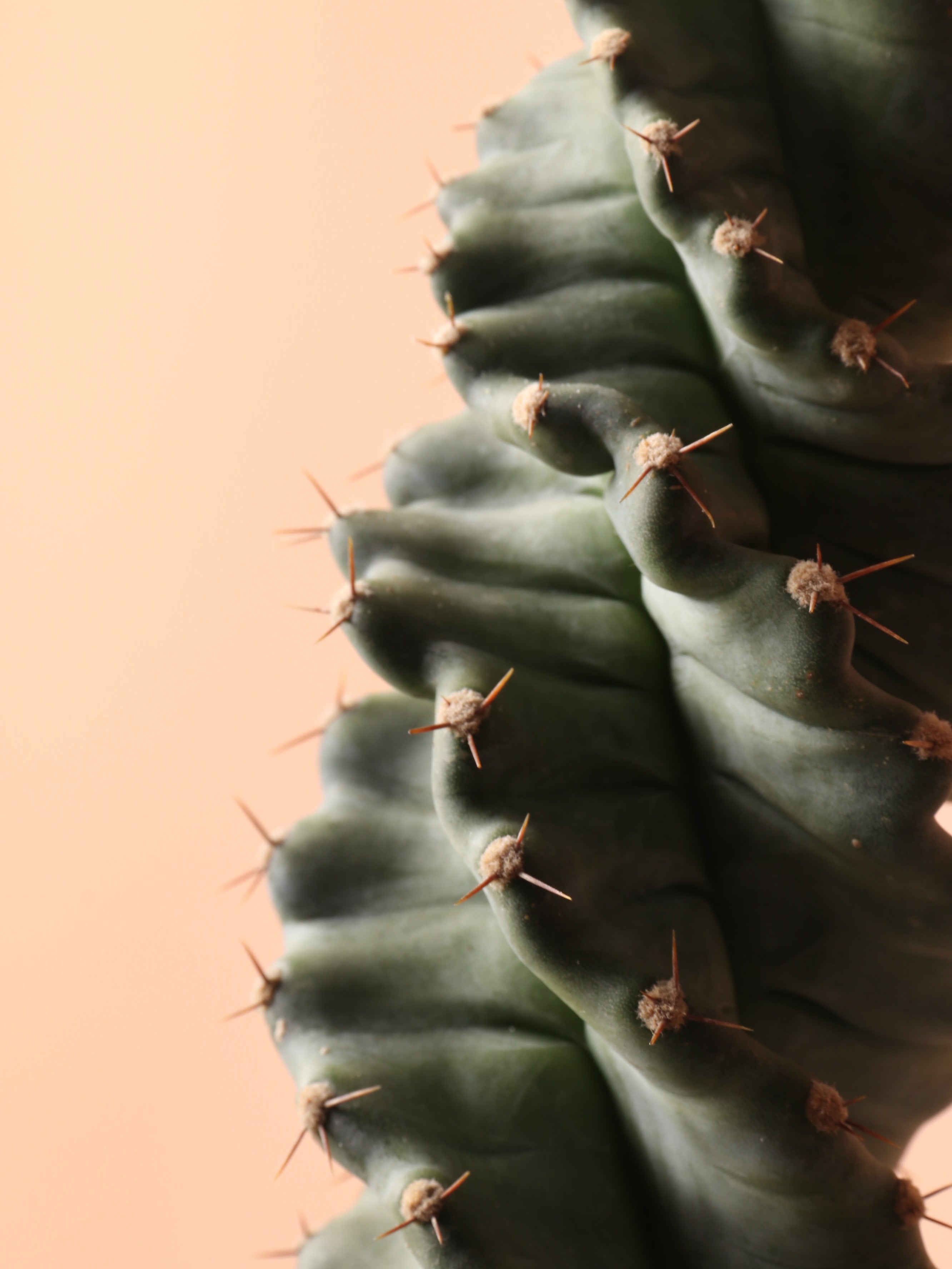 Medium Spiral Cactus