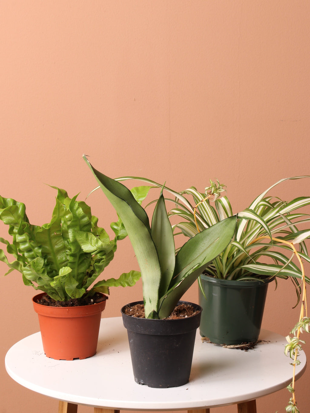 Free (Orders Over $300) Easy Care Plant Bundle