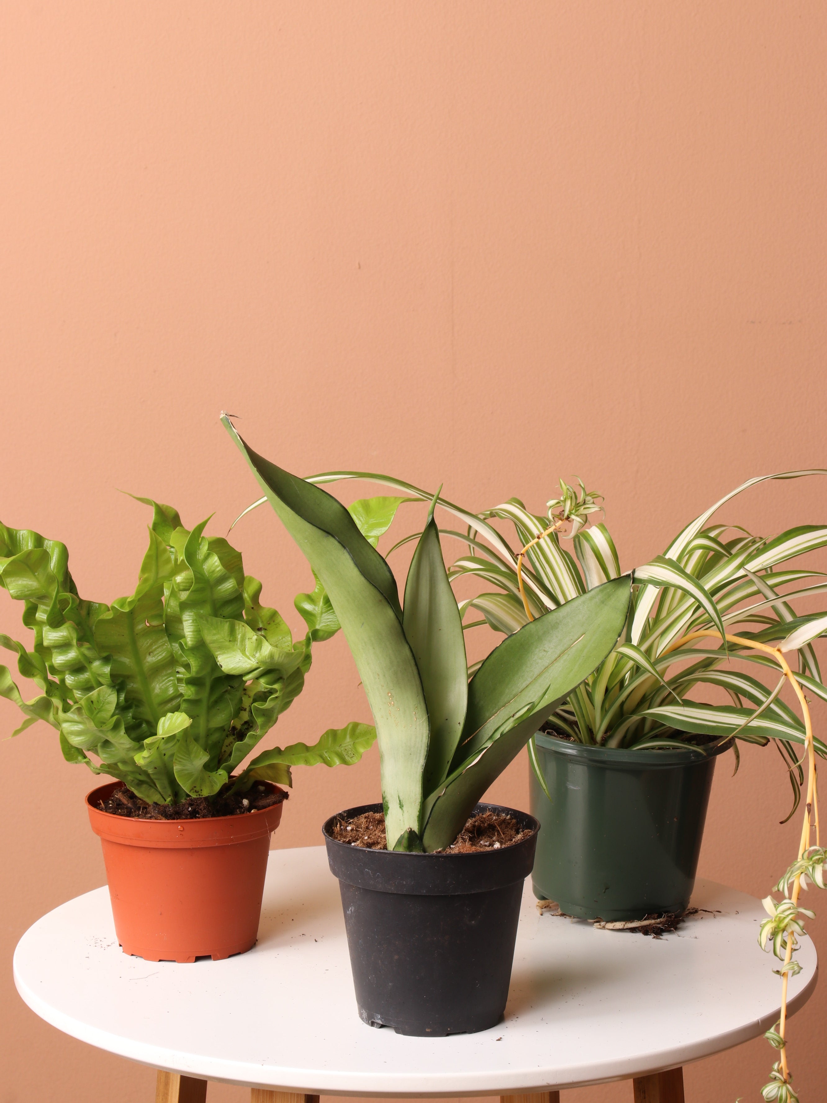 Free (Orders Over $300) Easy Care Plant Bundle
