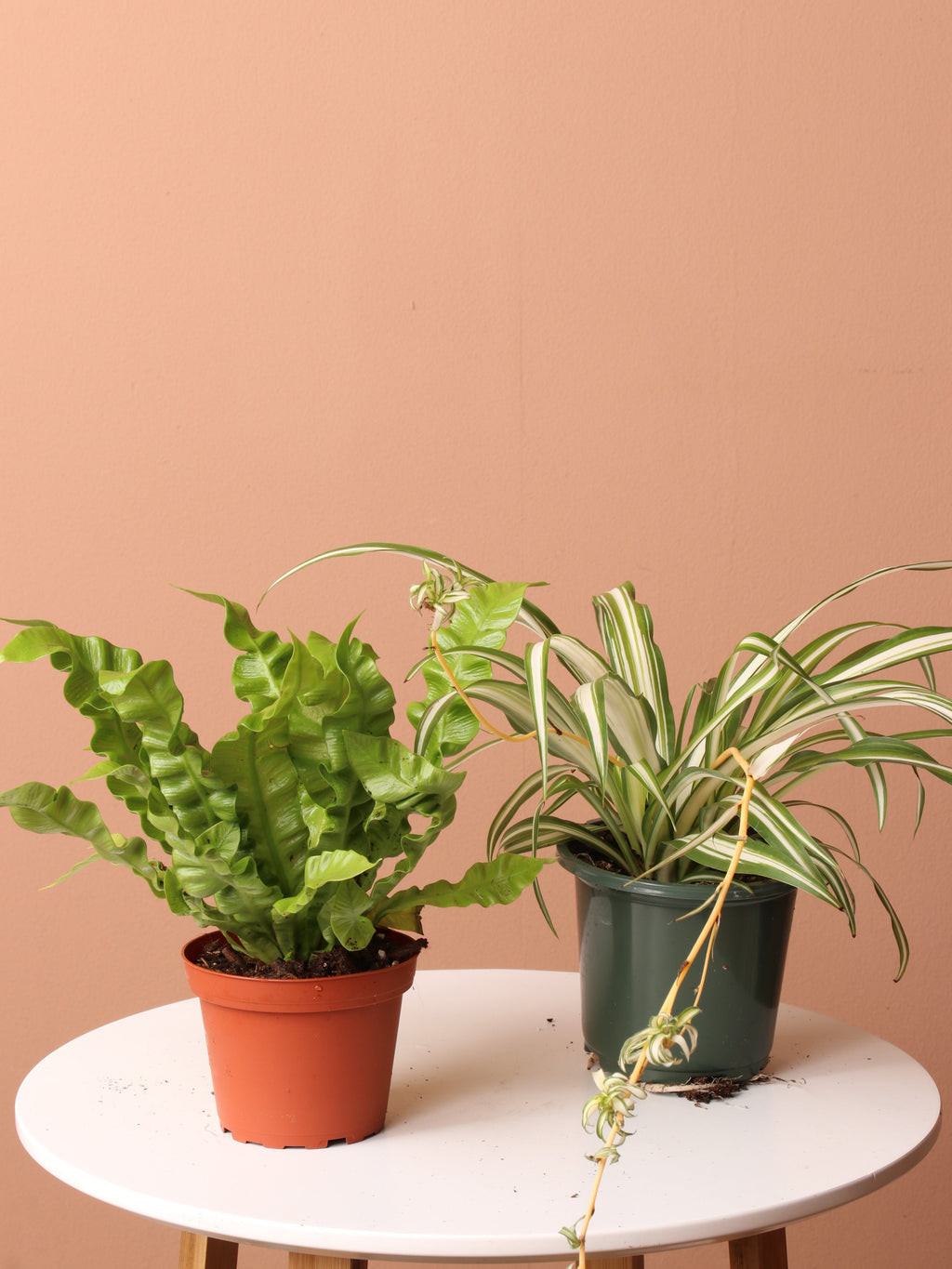 Free (Orders Over $300) Easy Care Plant Bundle