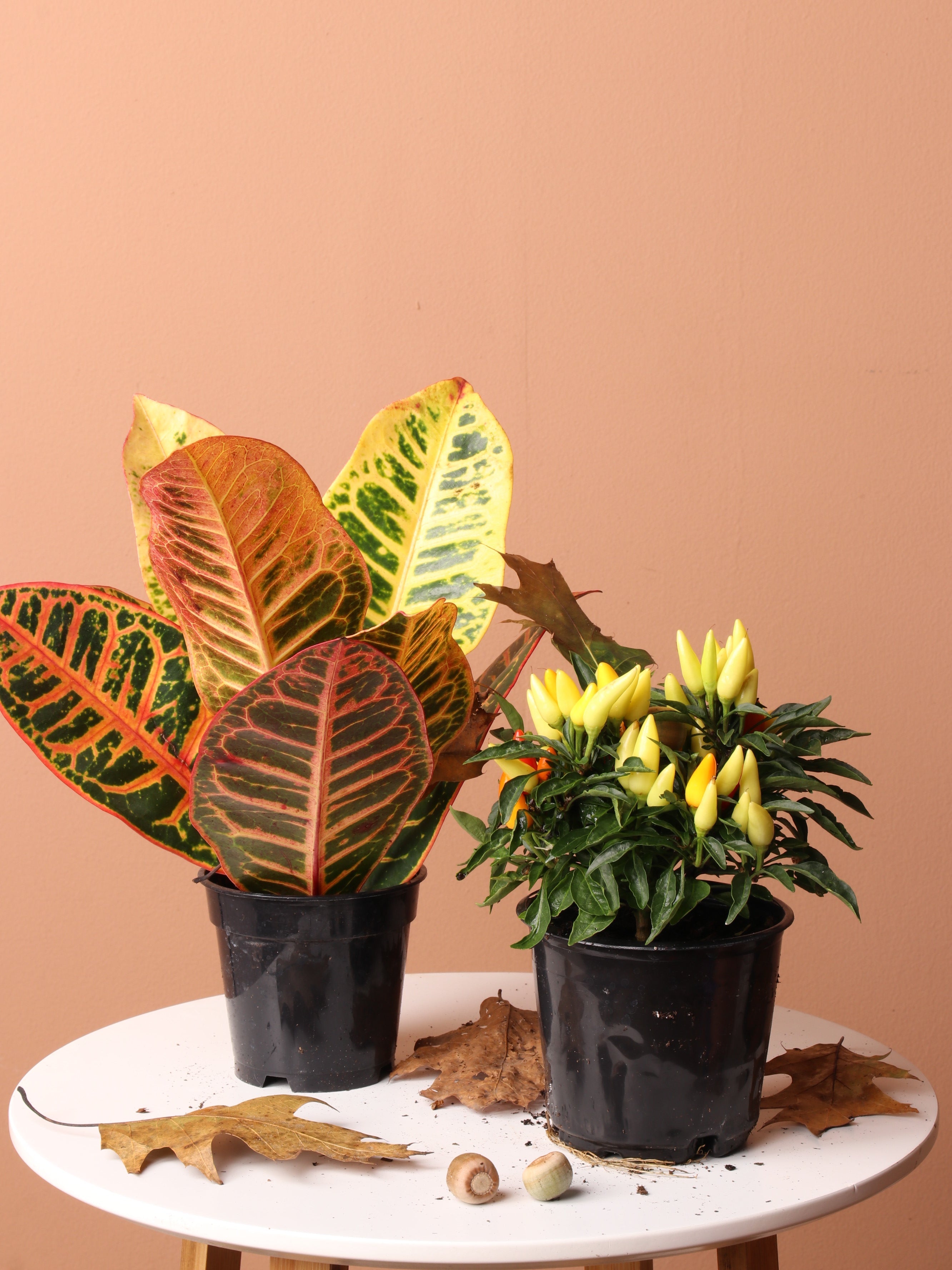 Fall Seasonal Plant Bundle