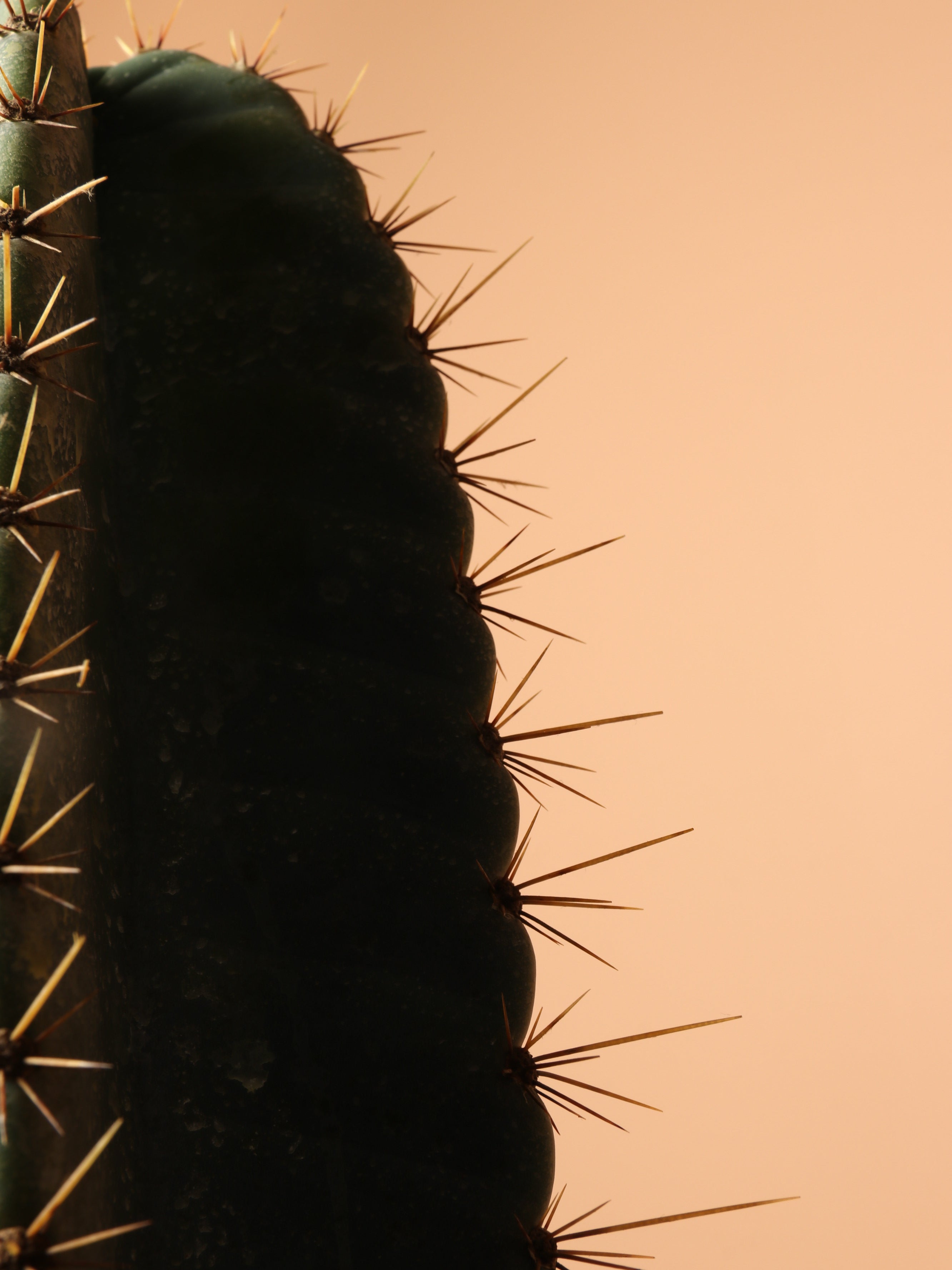 Large Peruvian Cactus (Single Stalk)