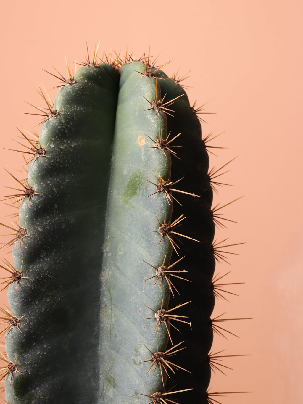 Large Peruvian Cactus (Single Stalk)