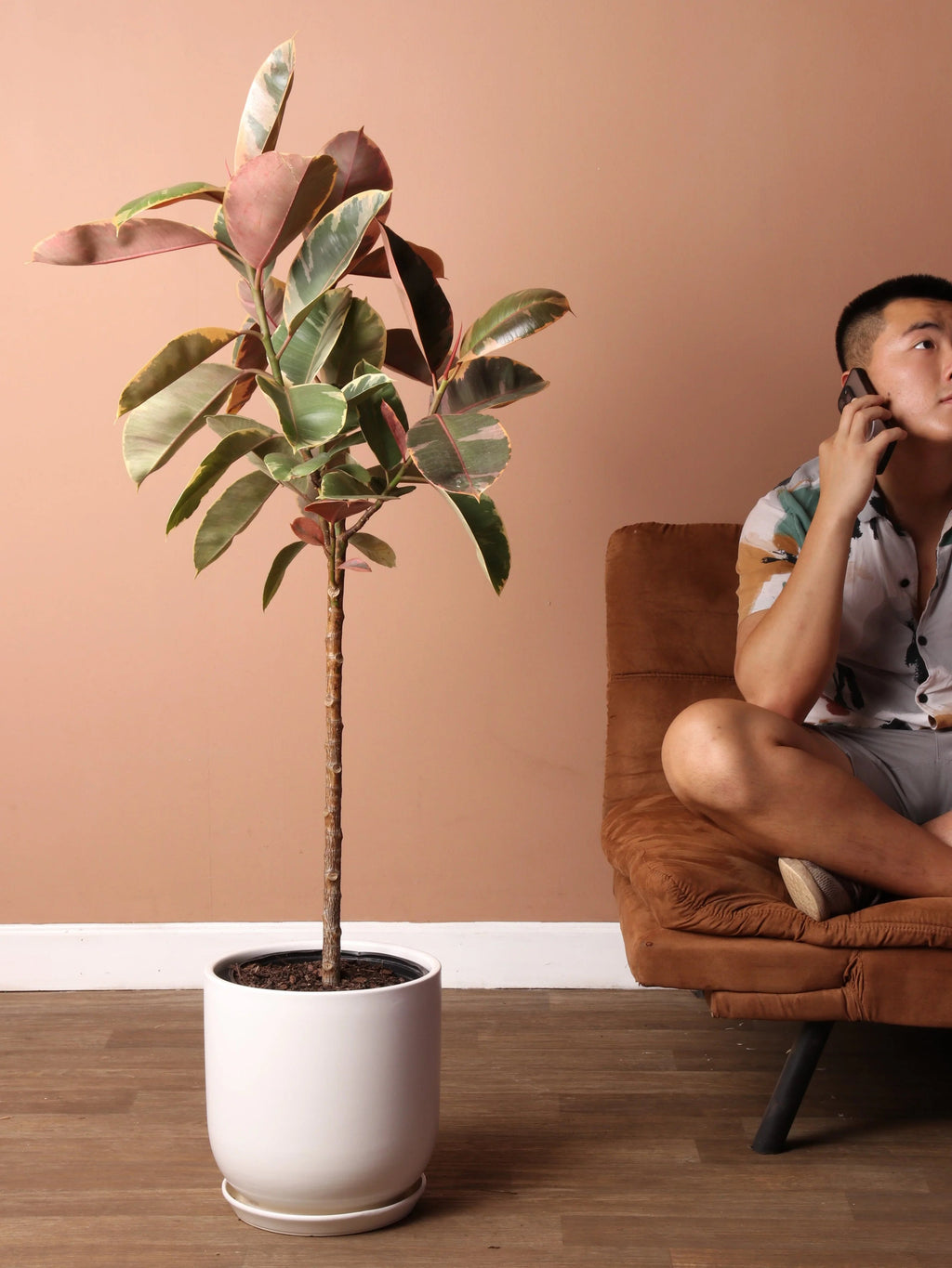 Extra Large Ruby Rubber Tree Std