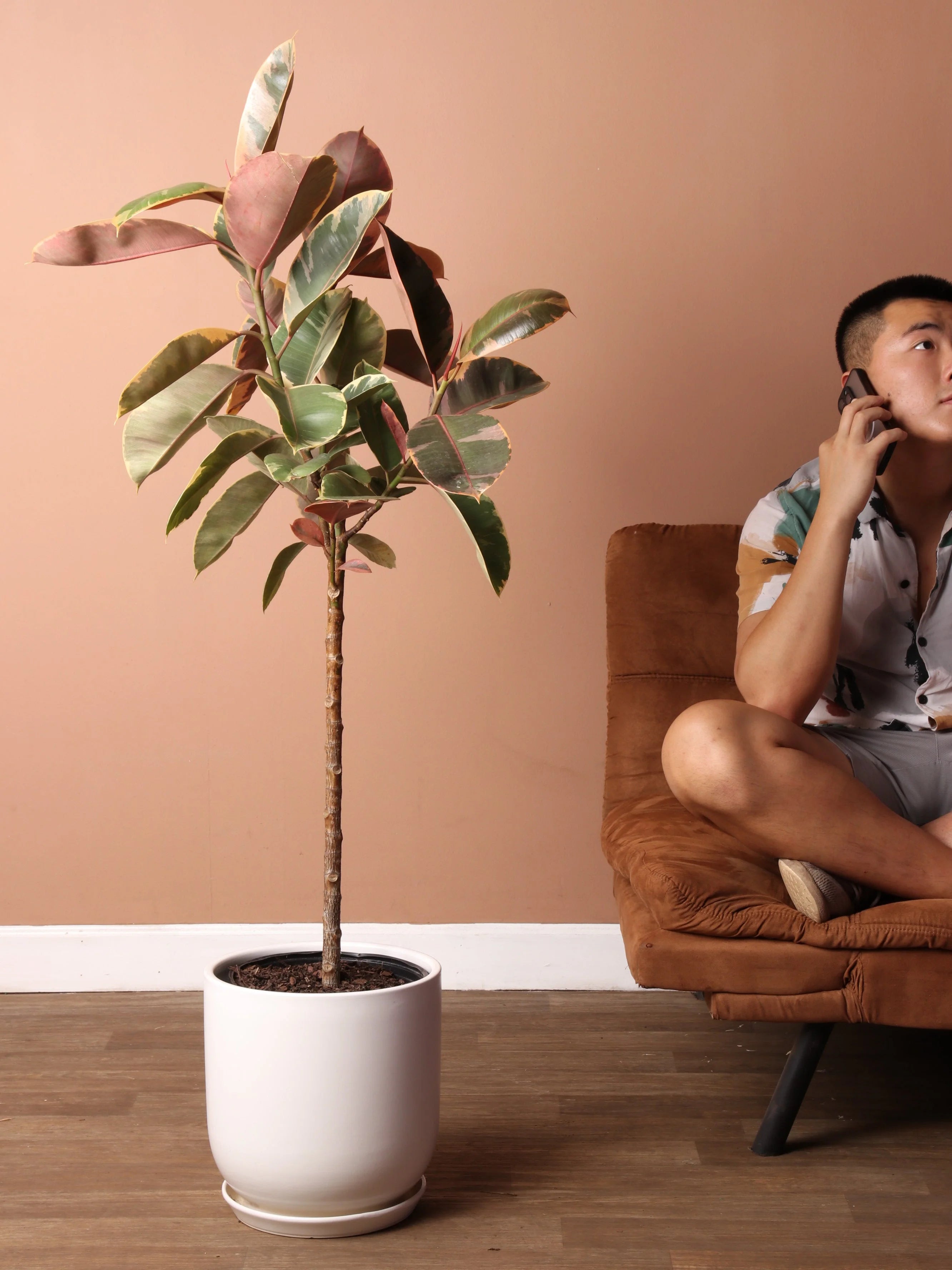 Extra Large Ruby Rubber Tree Std