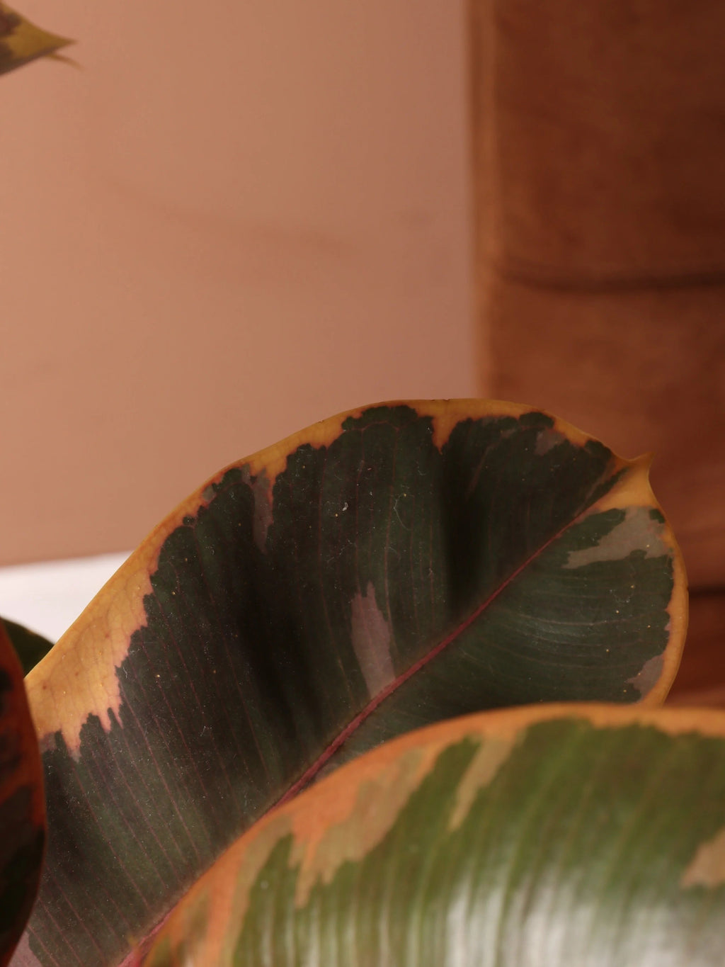 Extra Large Ruby Rubber Tree Std