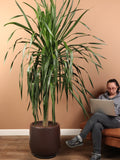 Huge Dracaena 'Arborea' Single Stalk