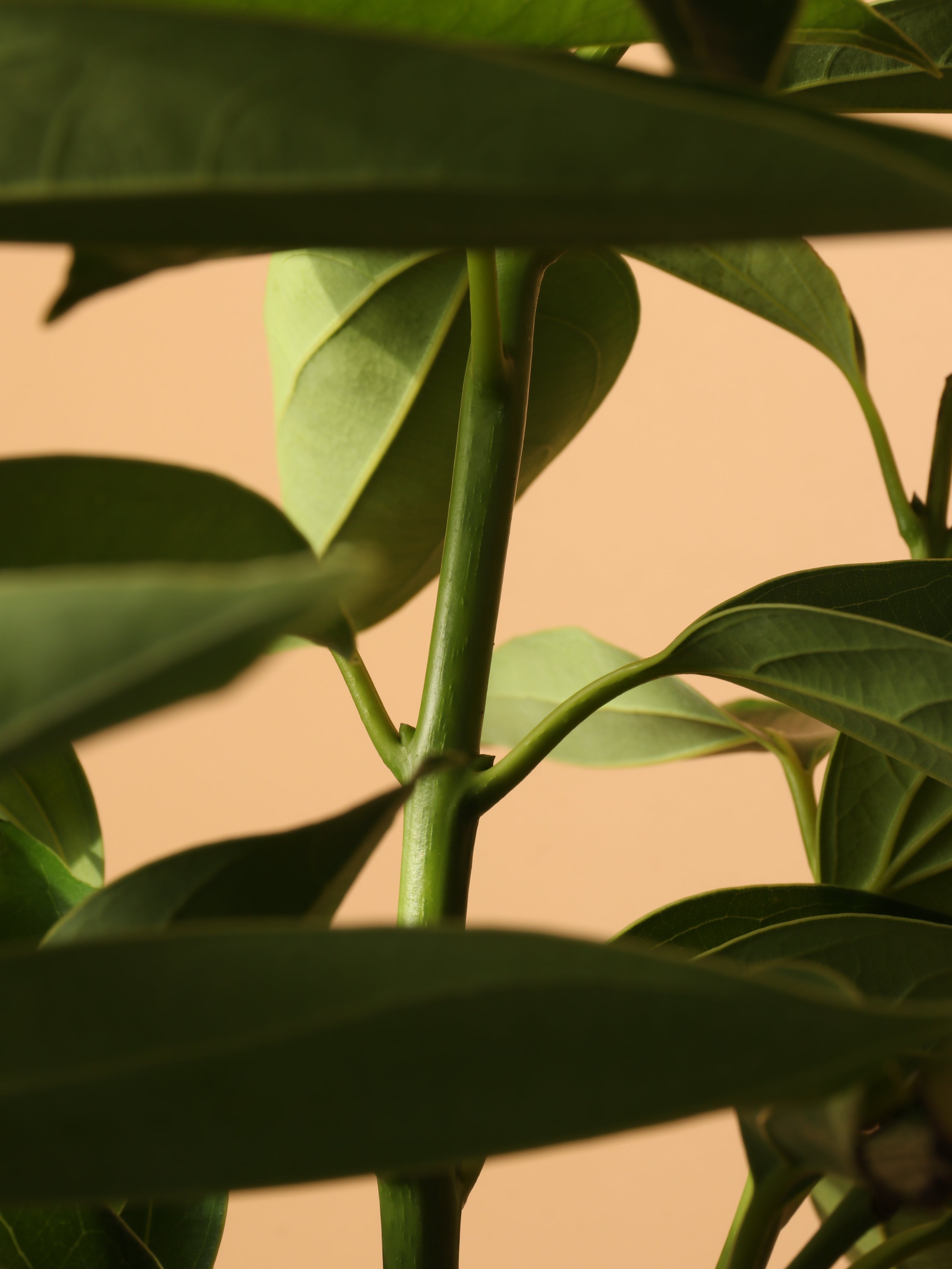 Large Cinnamon Plant