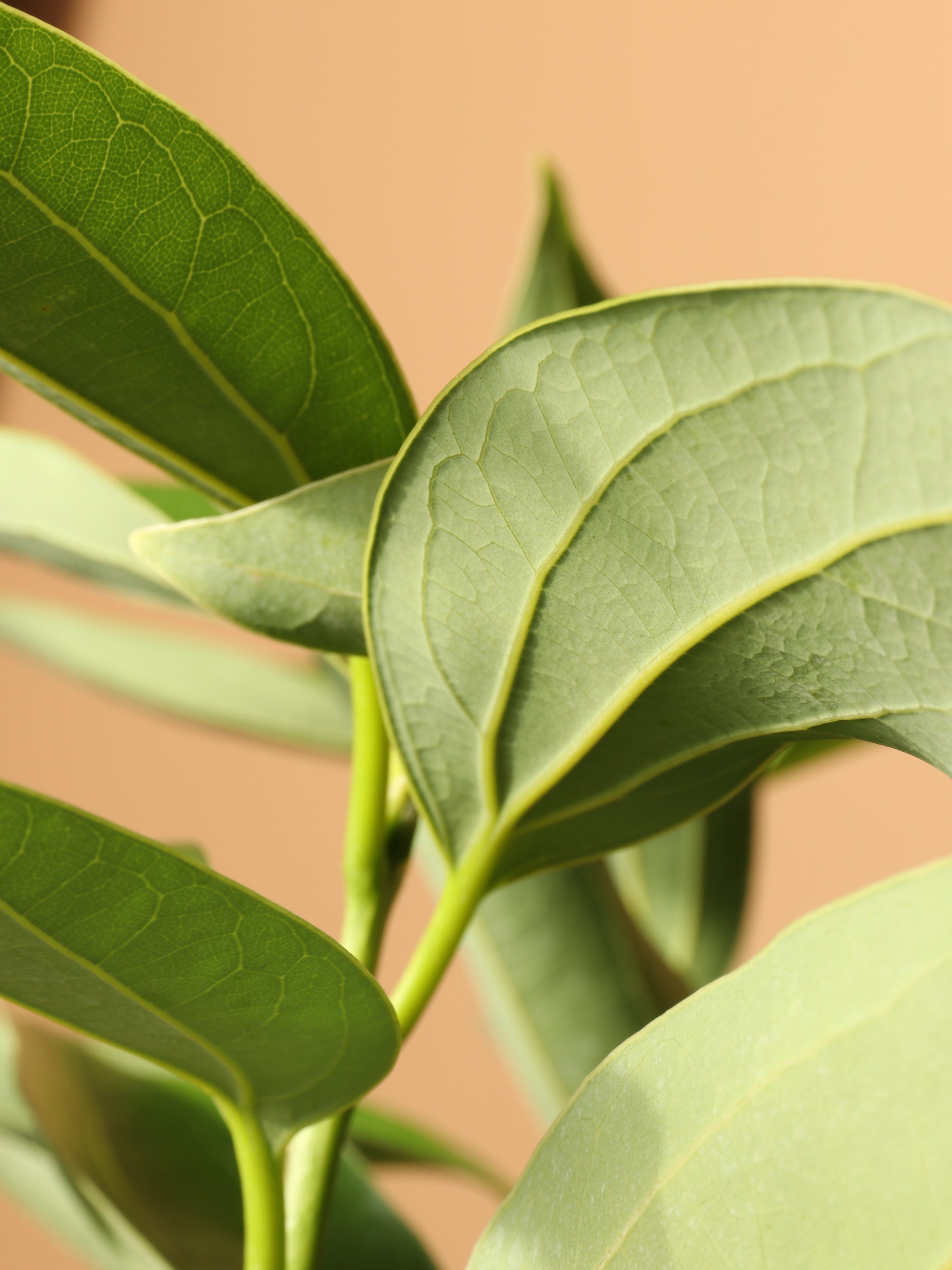Full Size Cinnamon Plant