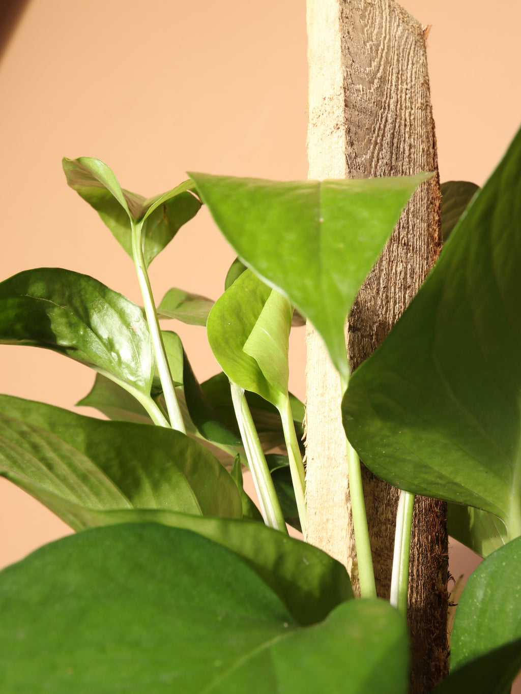 Medium Pothos Pole