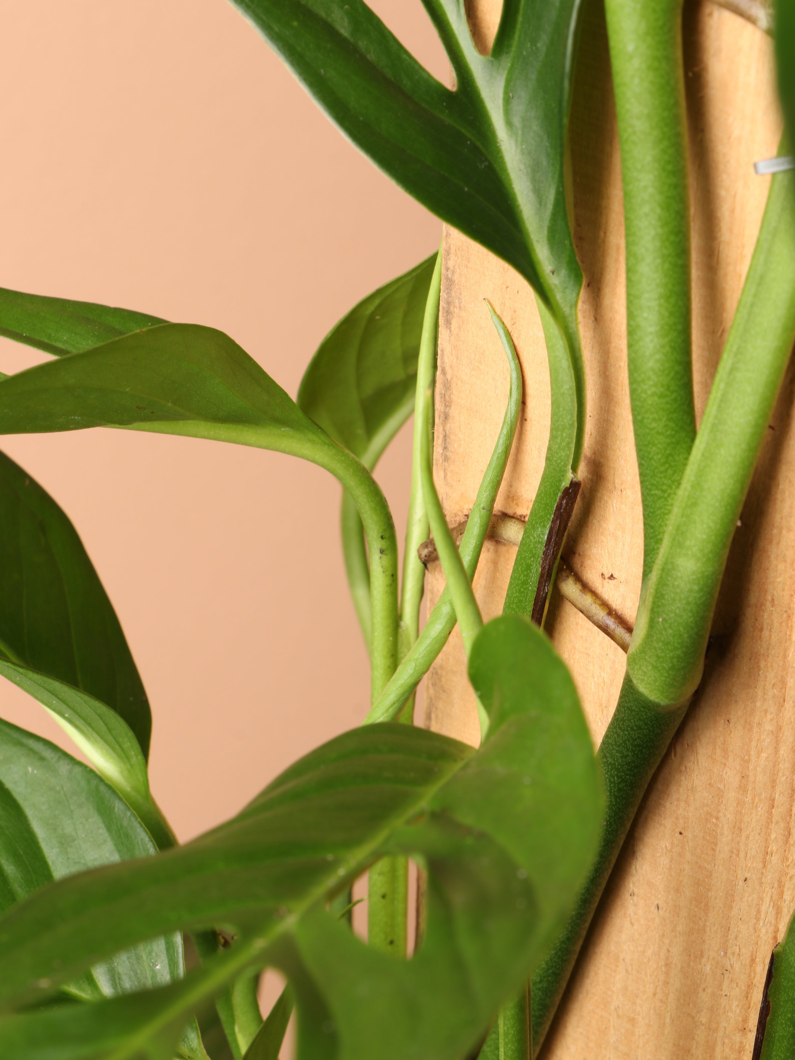 Large Philodendron Adansonii Pole