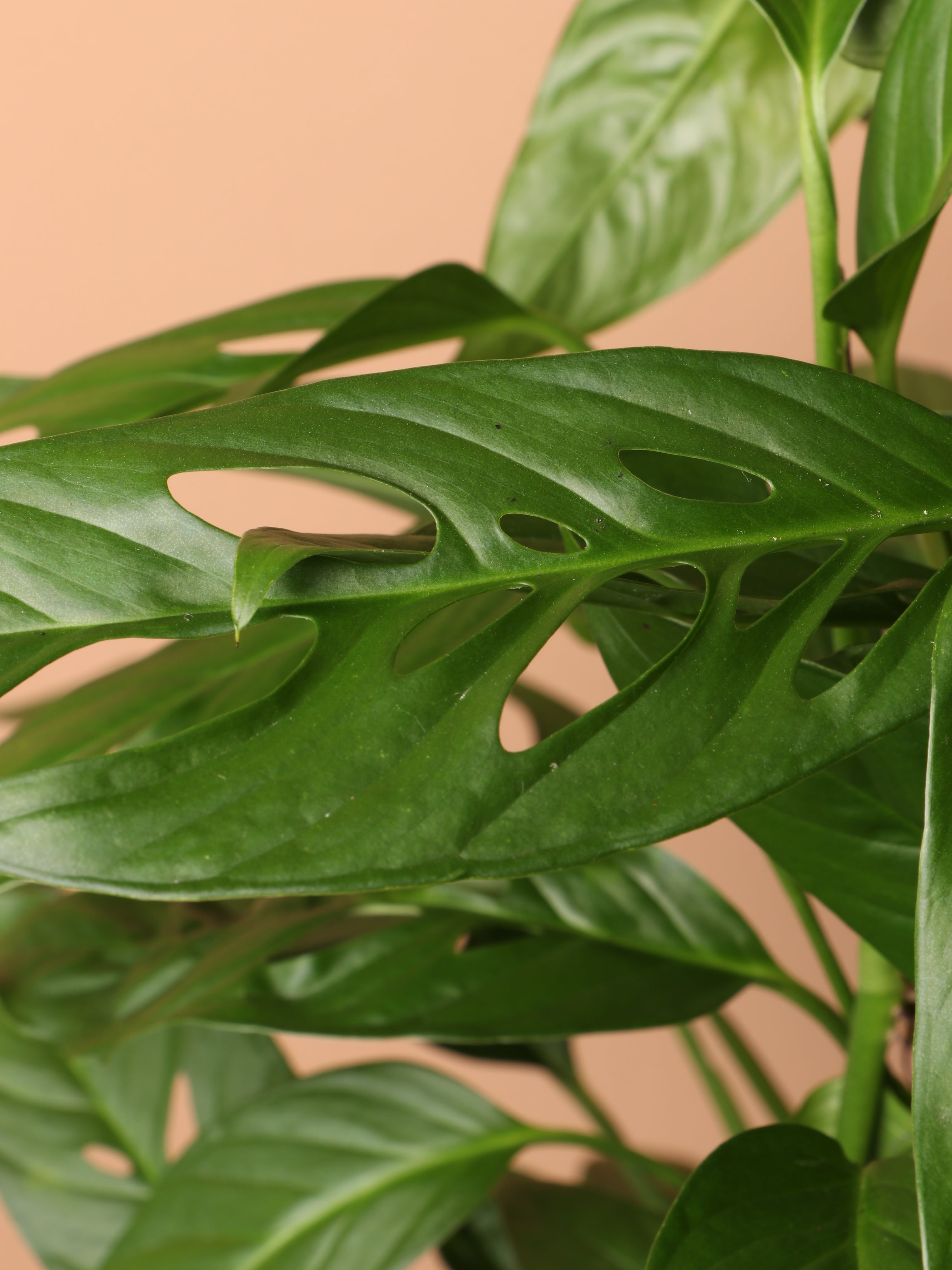 Large Philodendron Adansonii Pole